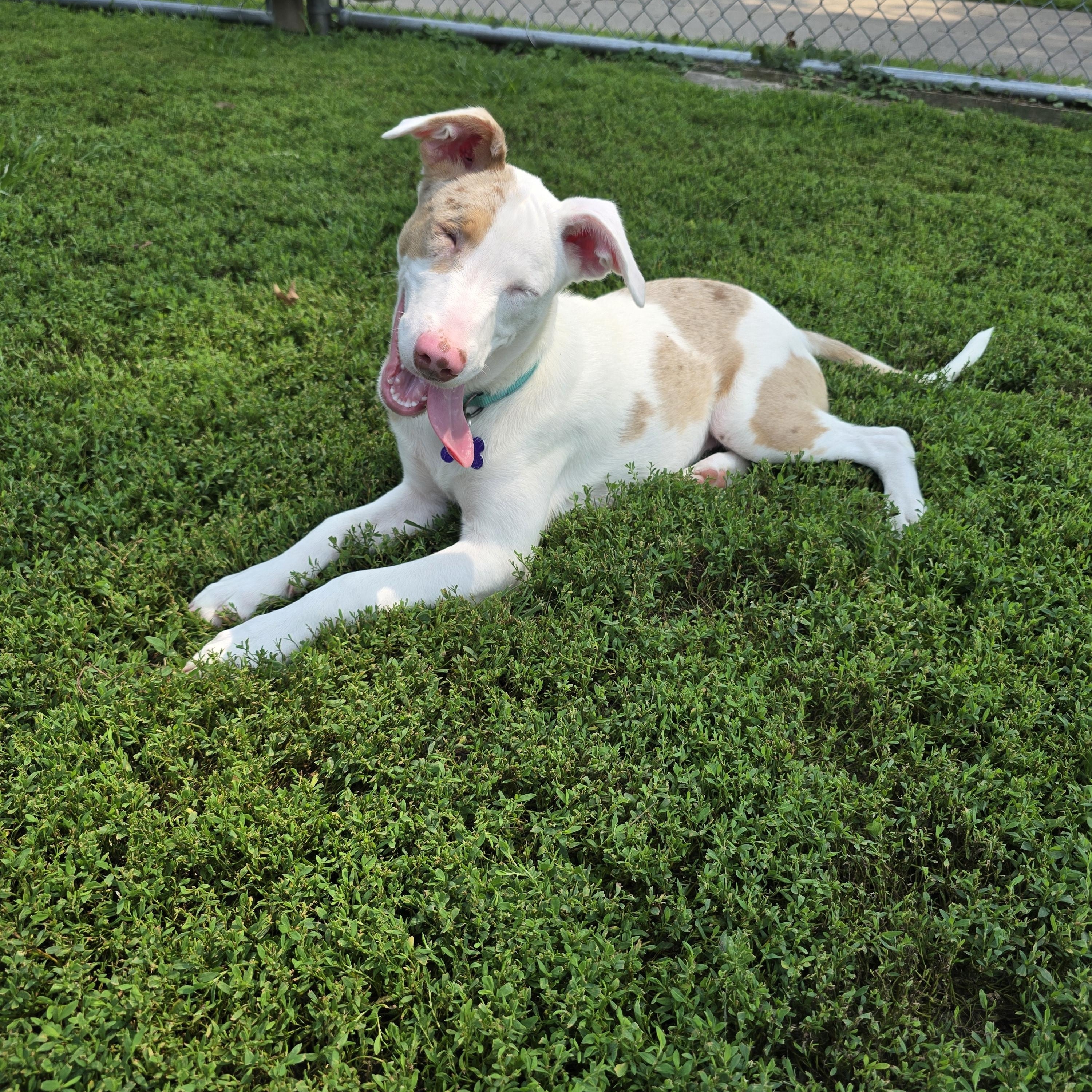 Quinn, a ADOPTABLE mixed breed in Des Moines, IA image 3/5