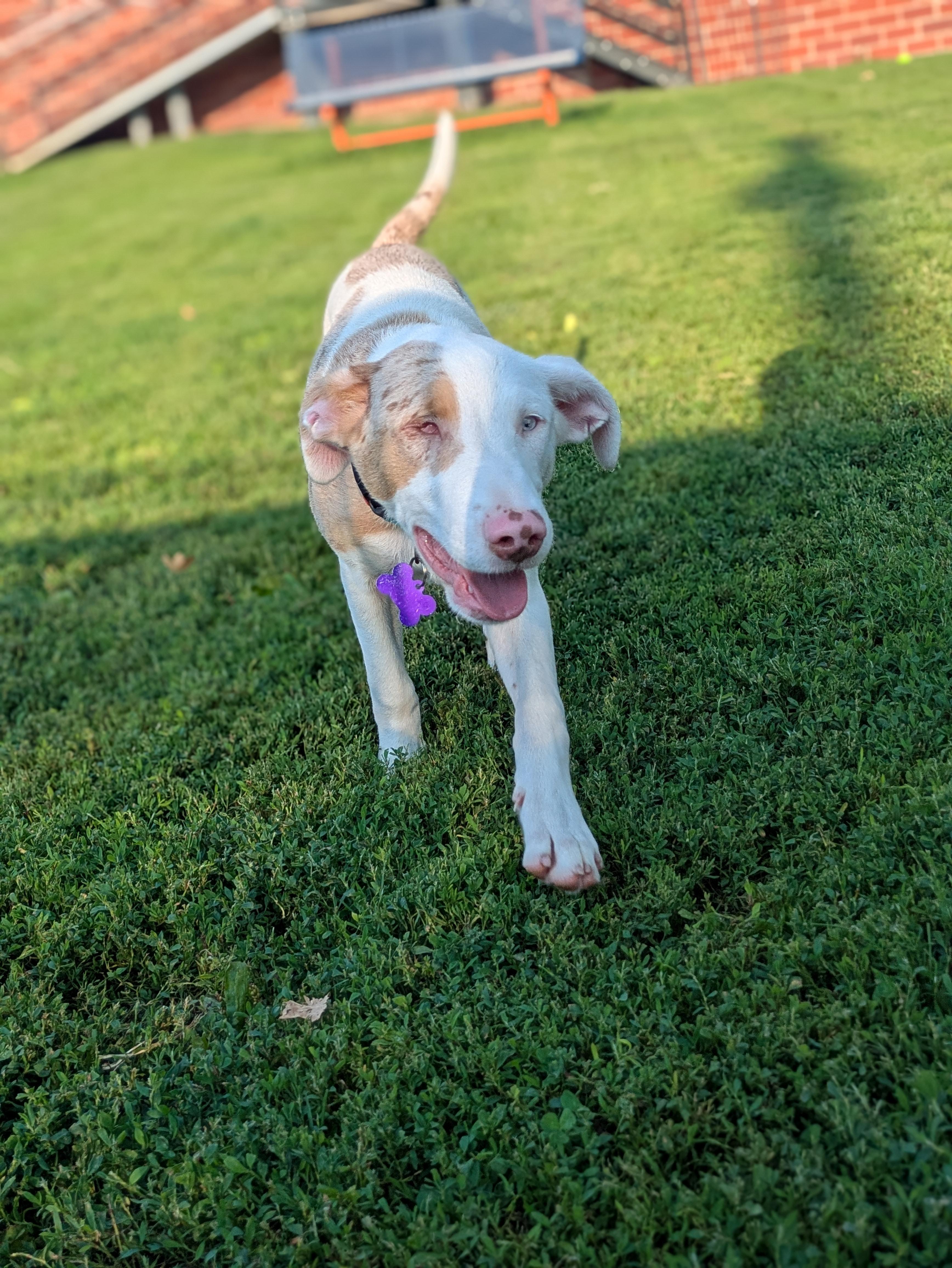 Quinn, a ADOPTABLE mixed breed in Des Moines, IA image 5/5
