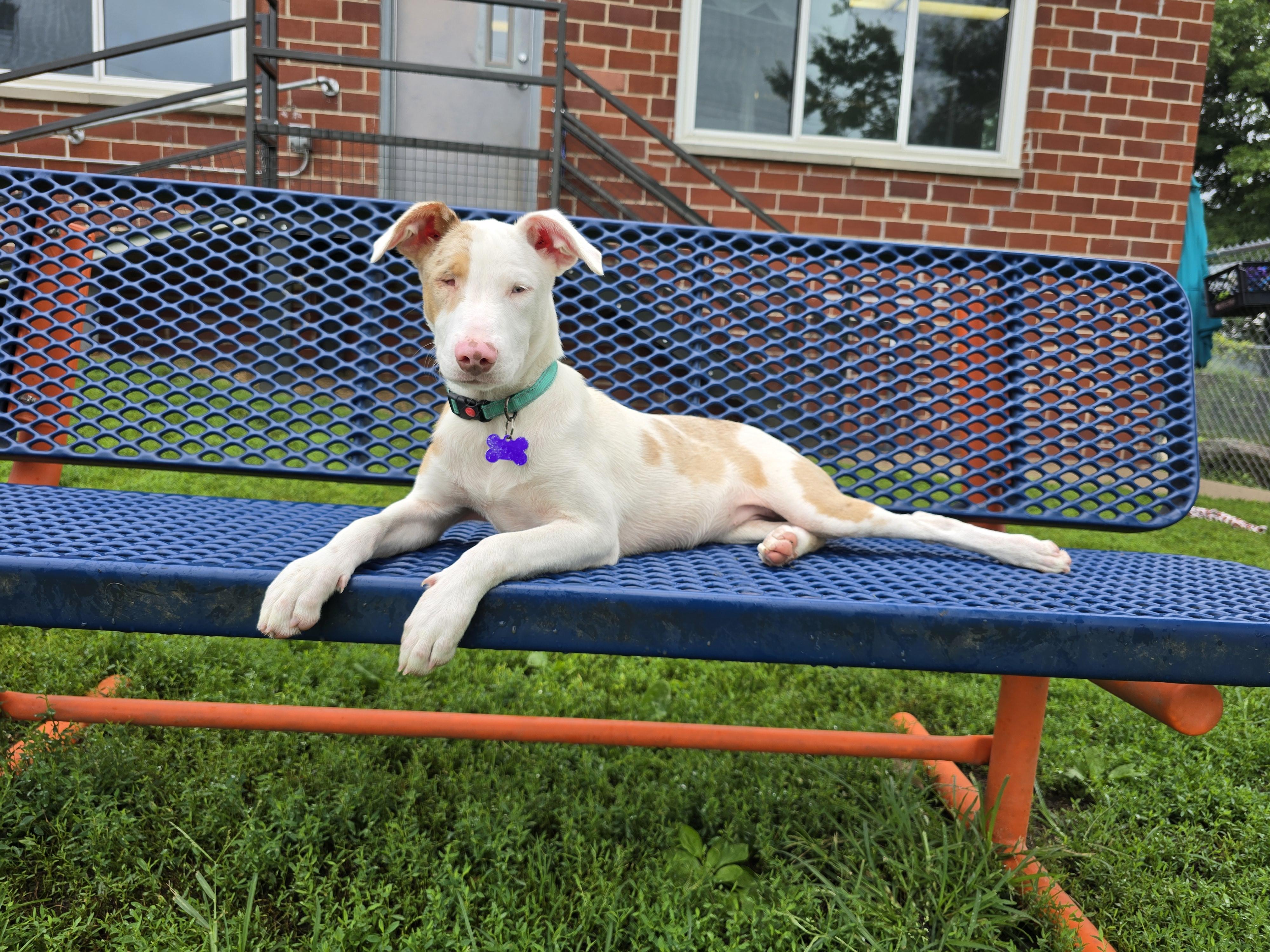 Quinn, ADOPTABLE, Puppy Female Australian Shepherd.