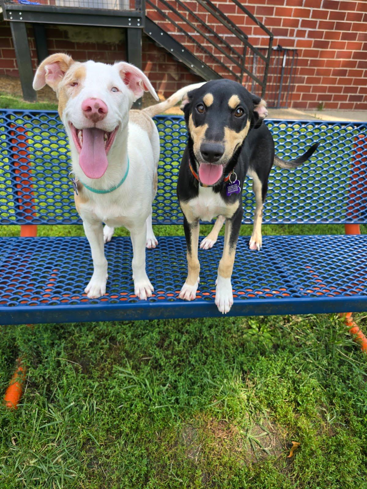 Quinn, a ADOPTABLE mixed breed in Des Moines, IA image 4/5