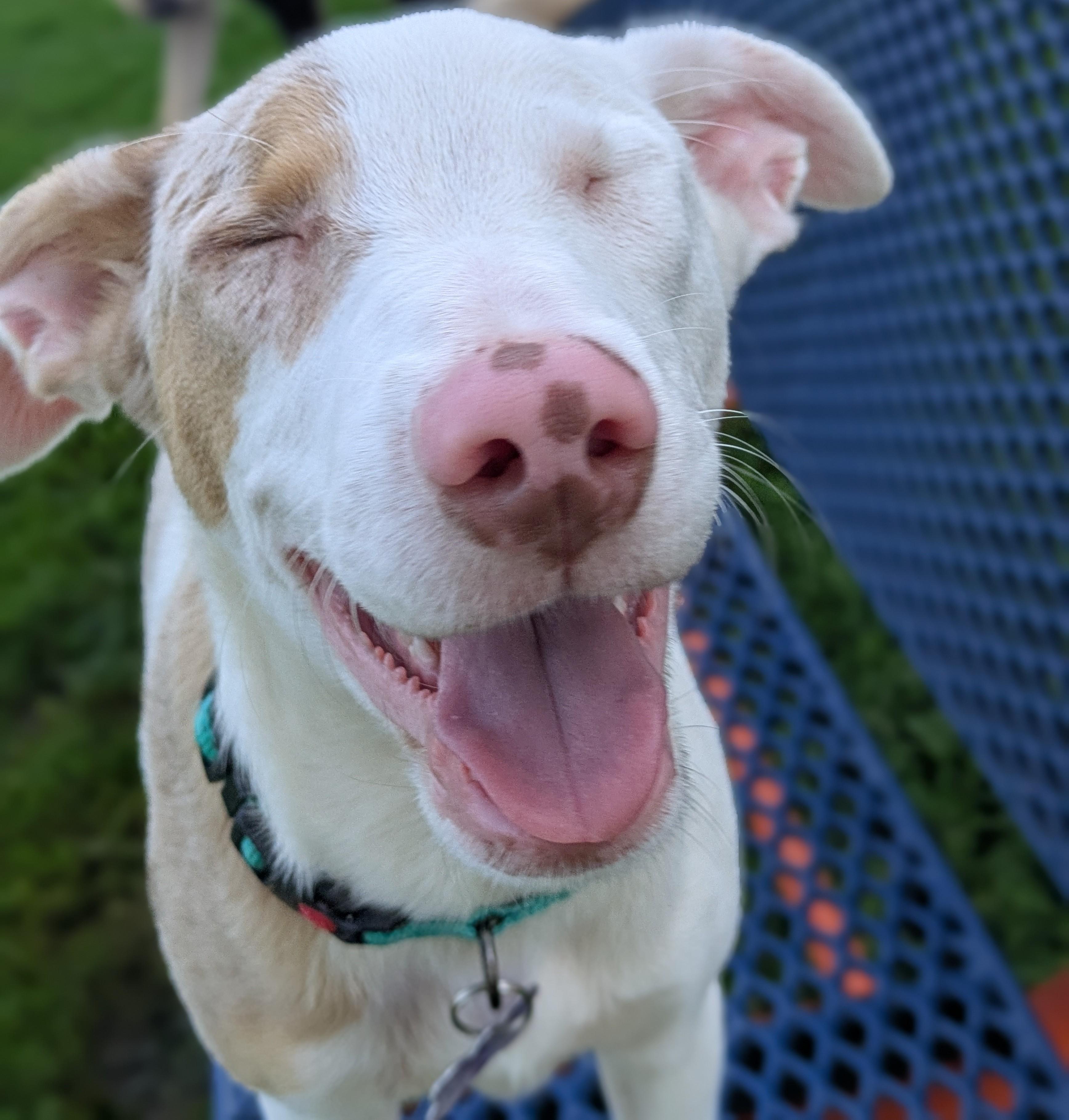 Quinn, a ADOPTABLE mixed breed in Des Moines, IA image 2/5