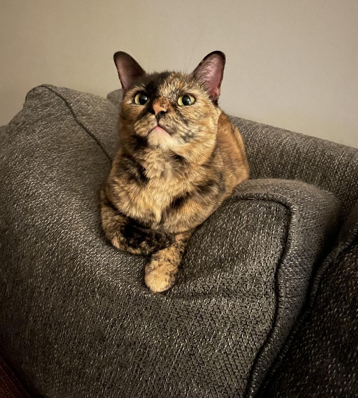 Nutmeg, a Adoptable mixed breed in Greensboro, NC image 3/5