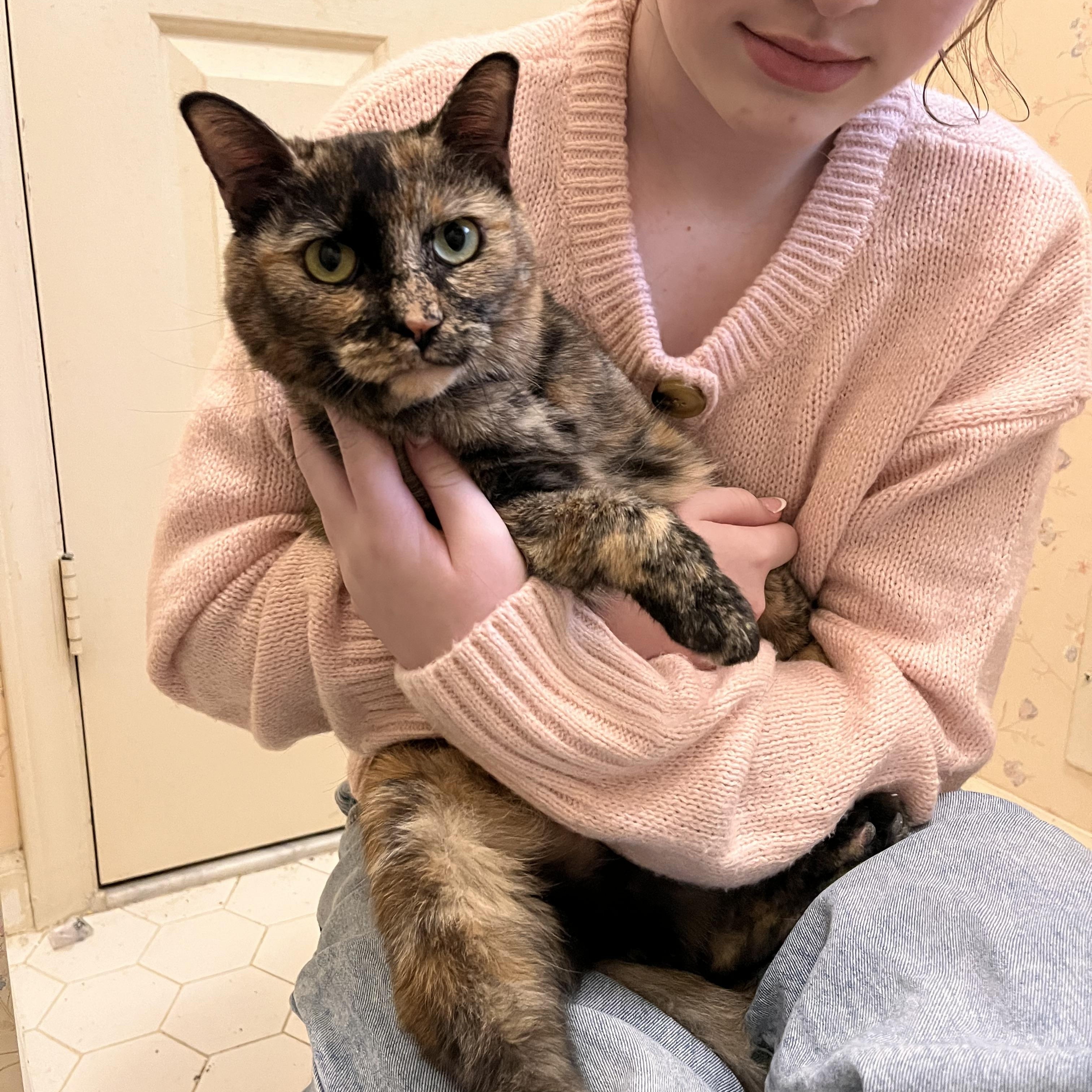 Enlarge Nutmeg, a Adoptable mixed breed in Greensboro, NC image 2/6