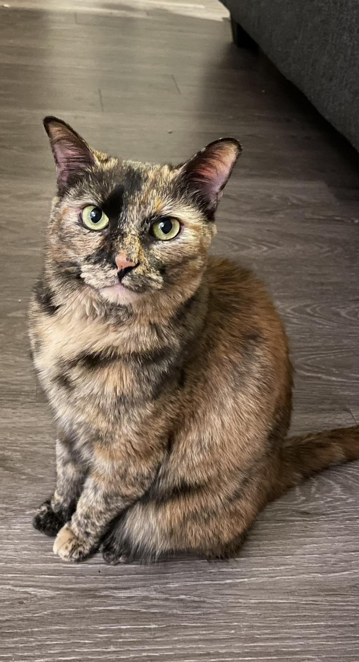 Nutmeg, a Adoptable mixed breed in Greensboro, NC image 1/5