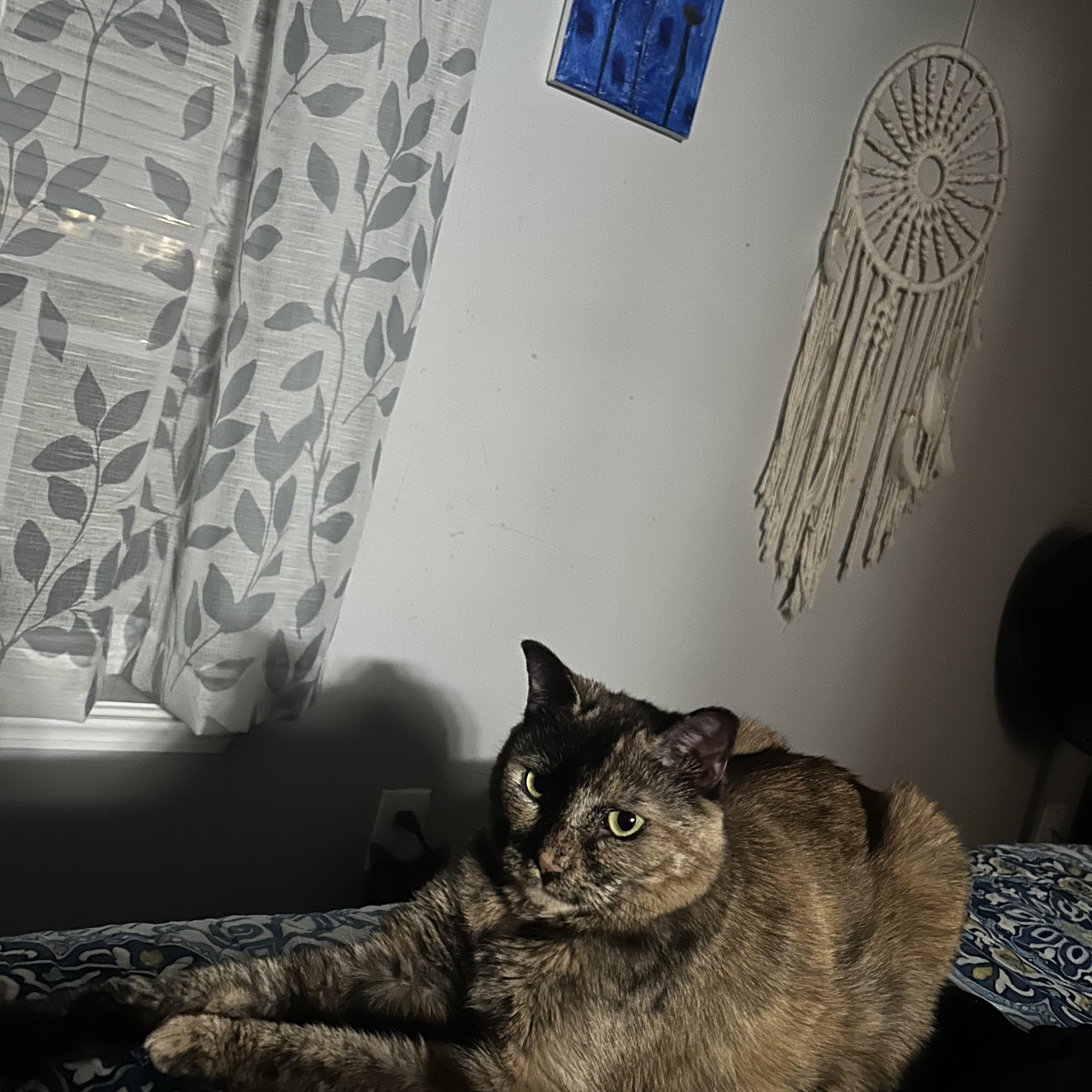 Enlarge Nutmeg, a Adoptable mixed breed in Greensboro, NC image 5/6