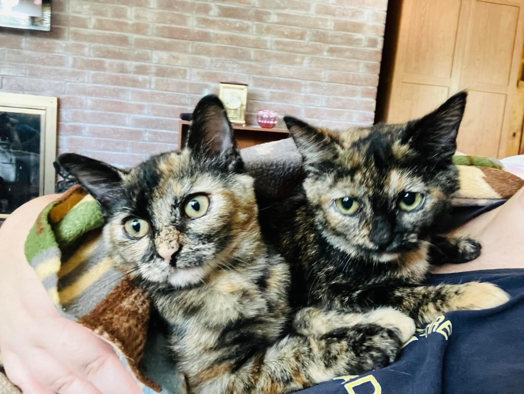 Nutmeg, a Adoptable mixed breed in Greensboro, NC image 4/5