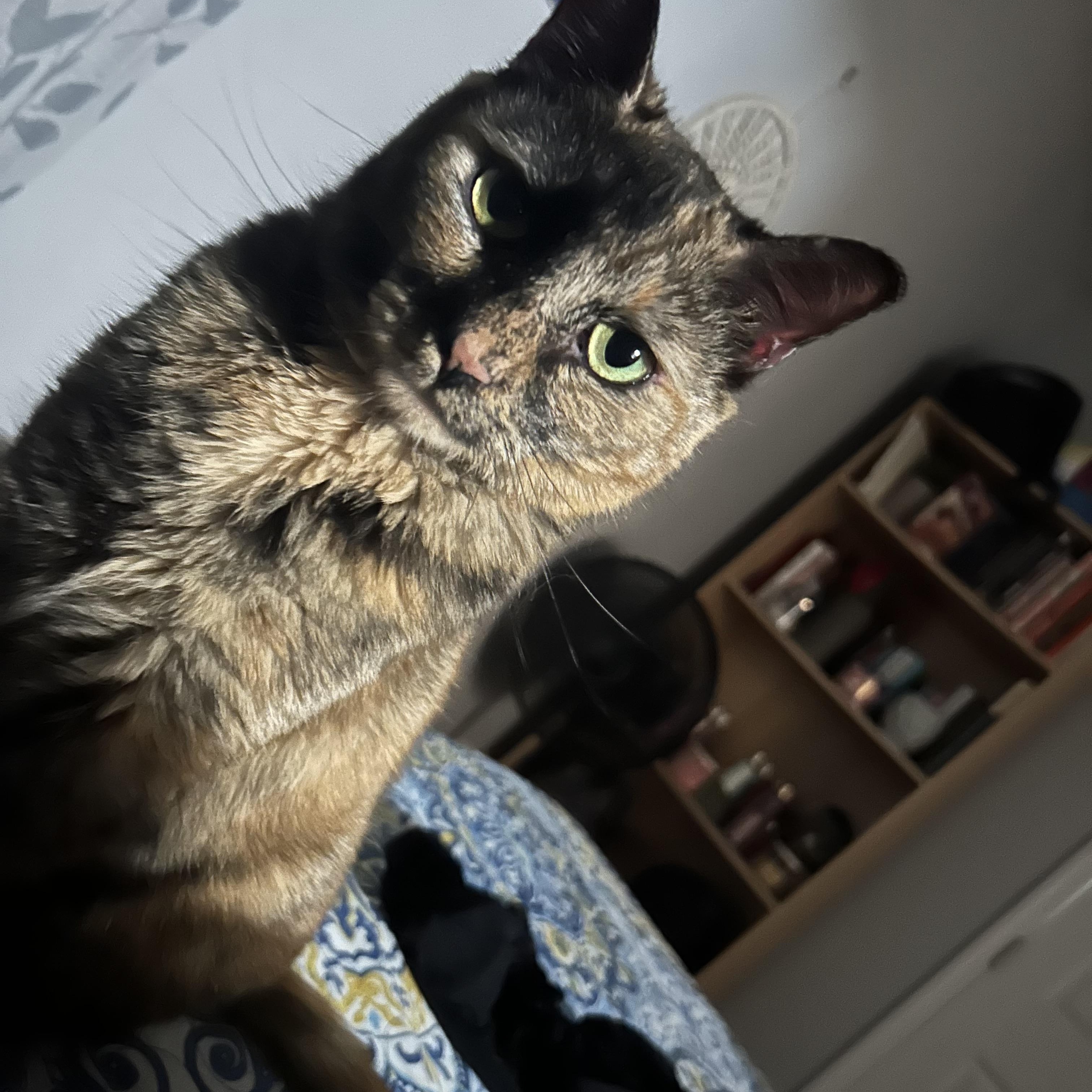 Enlarge Nutmeg, a Adoptable mixed breed in Greensboro, NC image 4/6