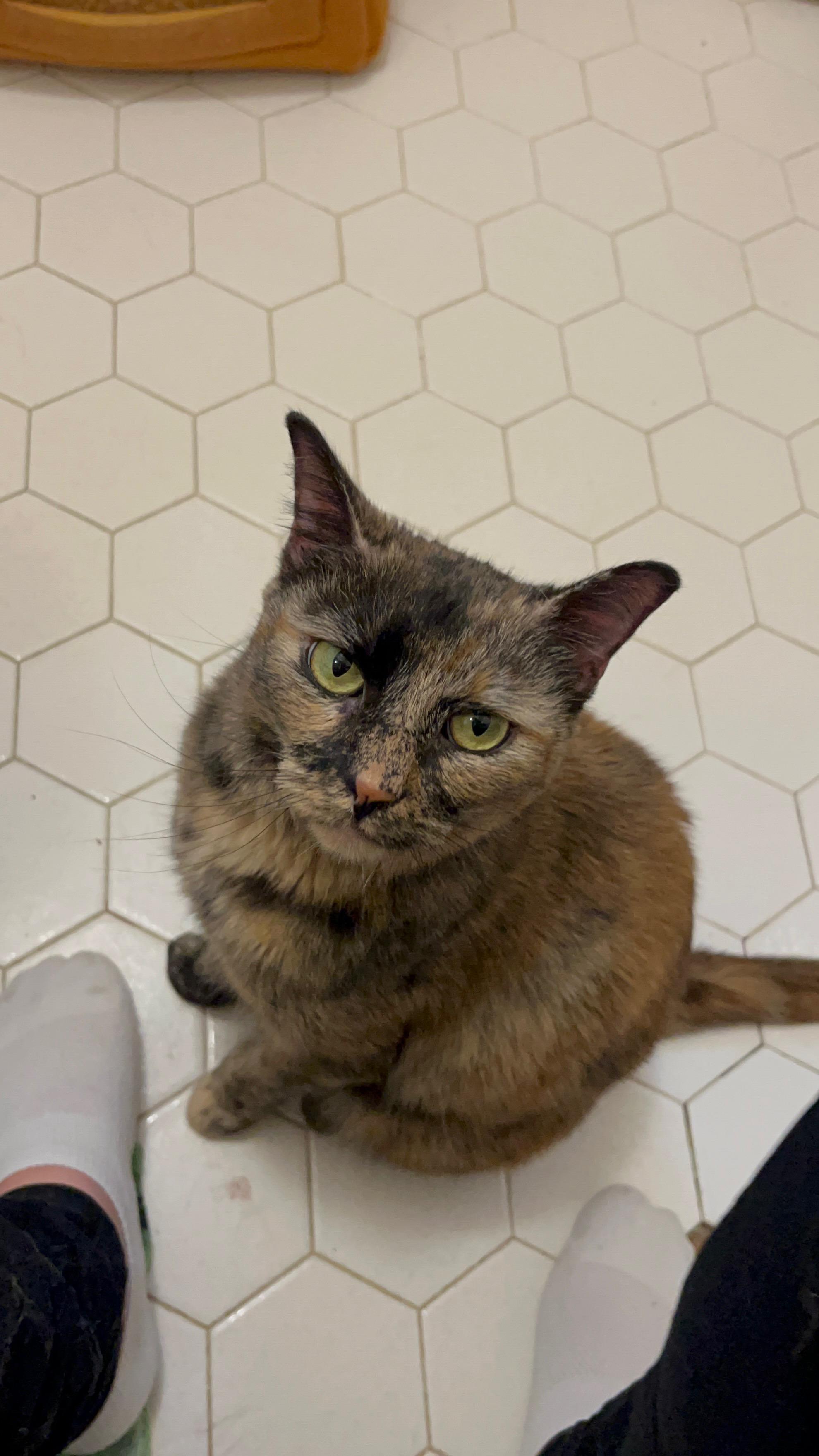 Enlarge Nutmeg, a Adoptable mixed breed in Greensboro, NC image 6/6