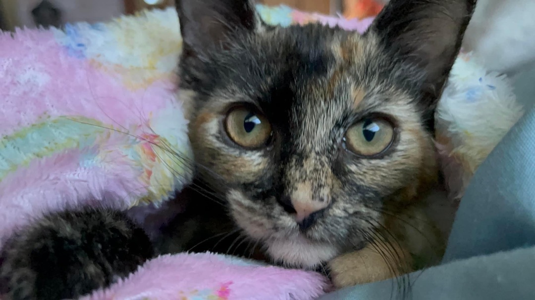 Nutmeg, a Adoptable mixed breed in Greensboro, NC image 5/5