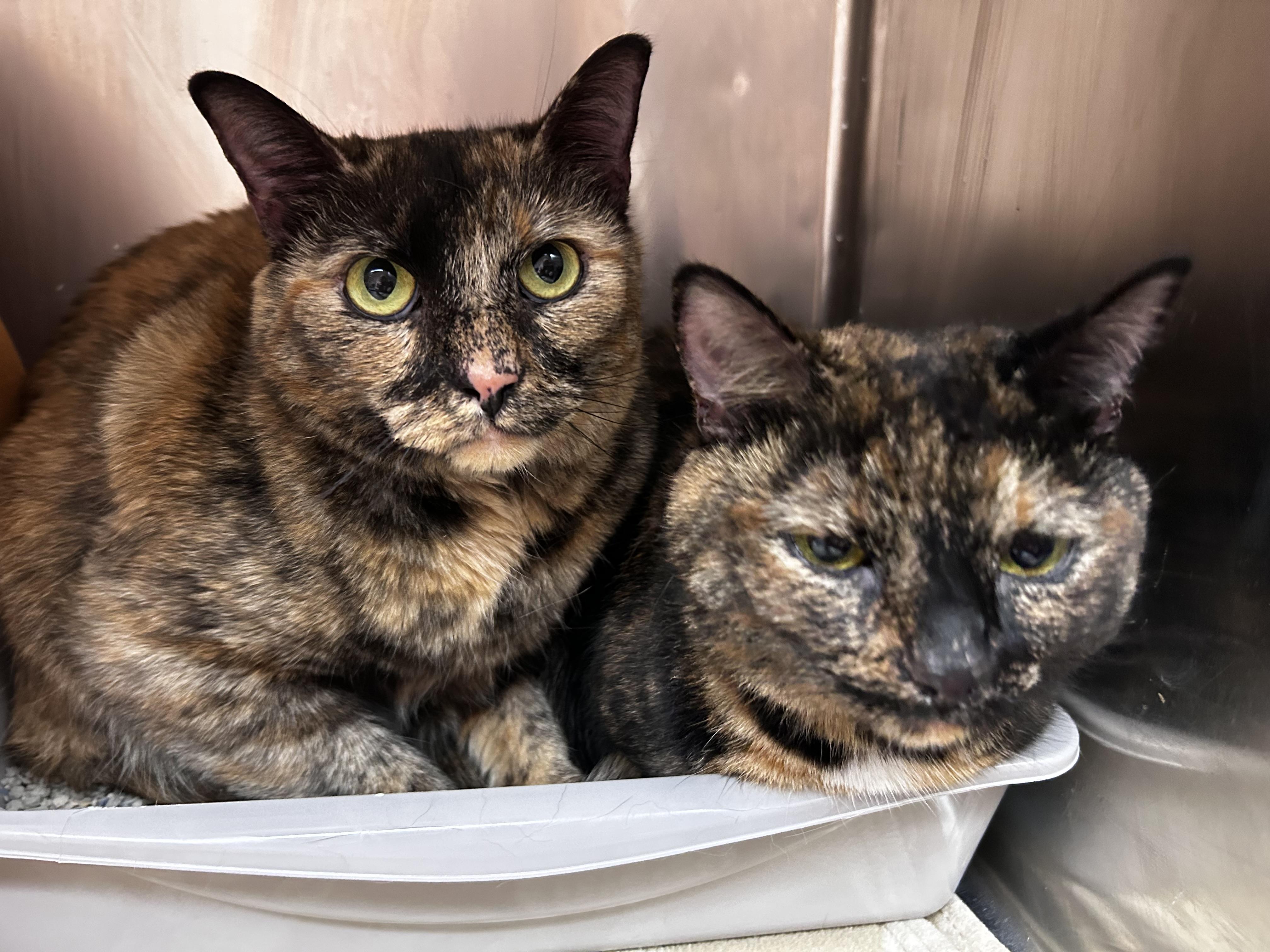 Nutmeg, a Adoptable mixed breed in Greensboro, NC image 2/5