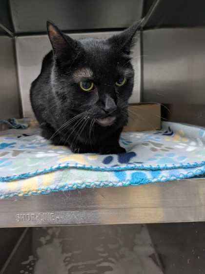 Binx, Adoptable, Kitten Male Domestic Short Hair & Domestic Short Hair.