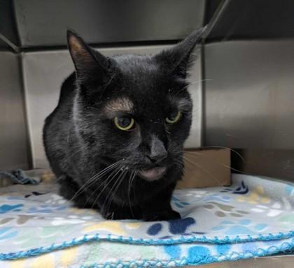 Binx, a Adoptable mixed breed in New Albany, IN image 2/2