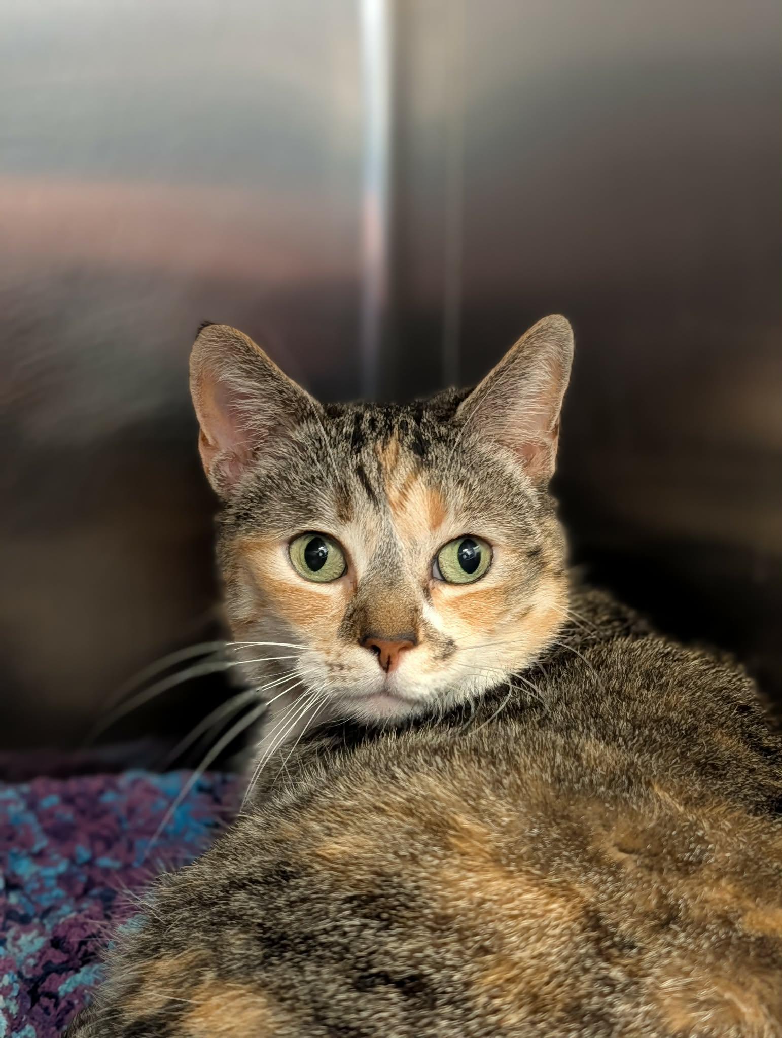 Enlarge Basil, an adopted mixed breed in Chambersburg, PA image 1/1