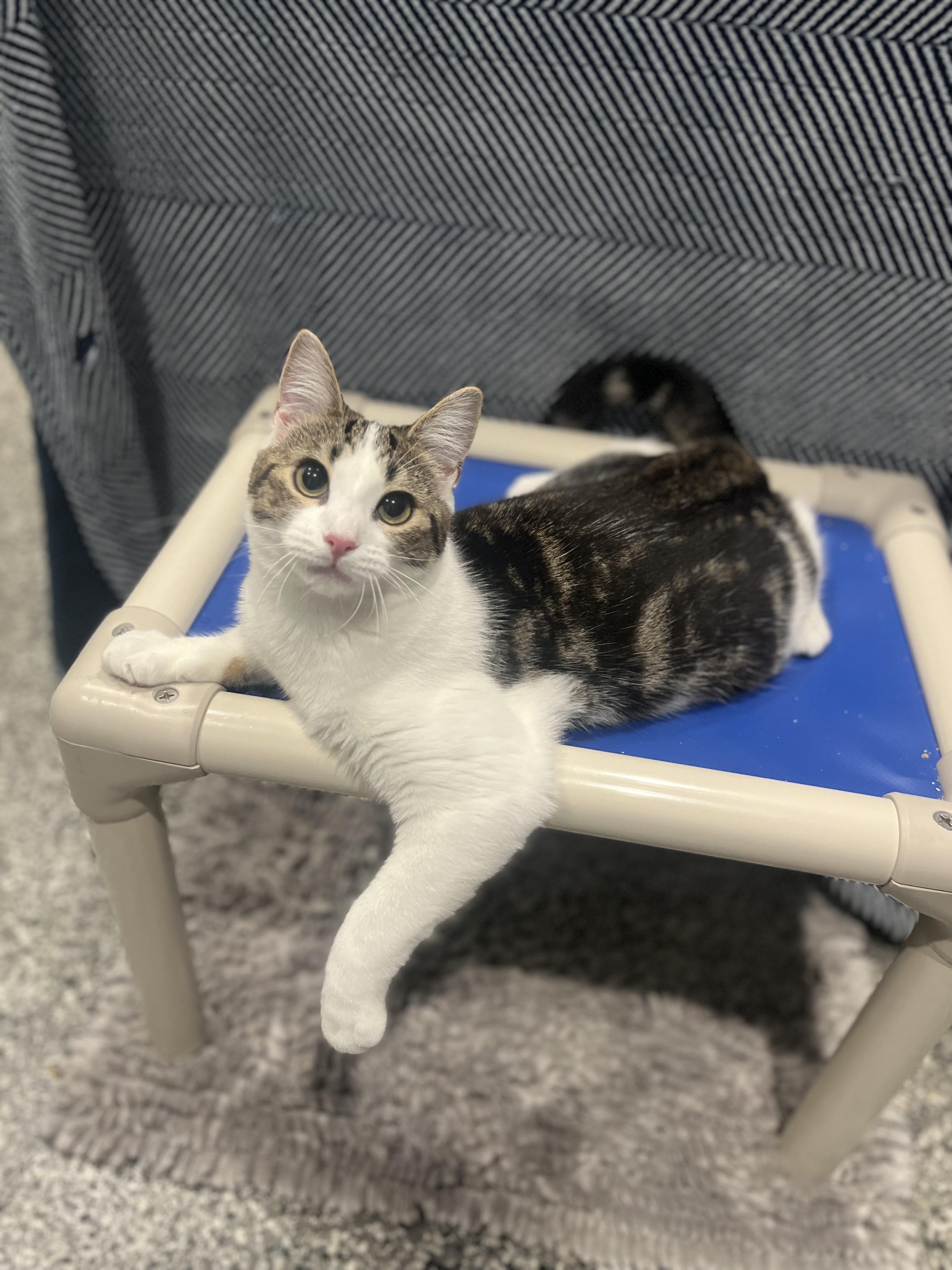 Enlarge Marie & Emily, a Adoptable Domestic Short Hair in Blackstone, MA image 3/6