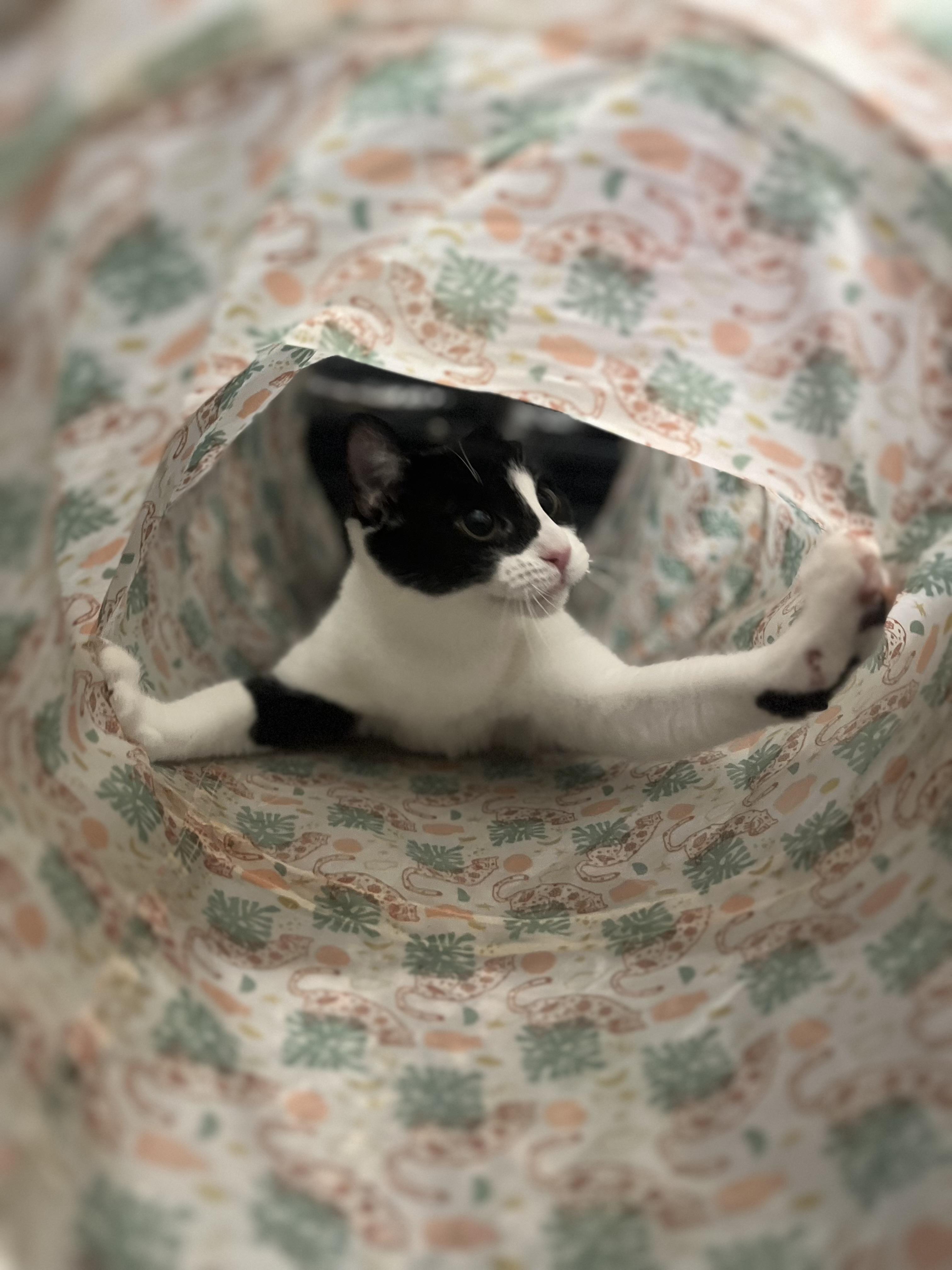 Enlarge Marie & Emily, a Adoptable Domestic Short Hair in Blackstone, MA image 4/6