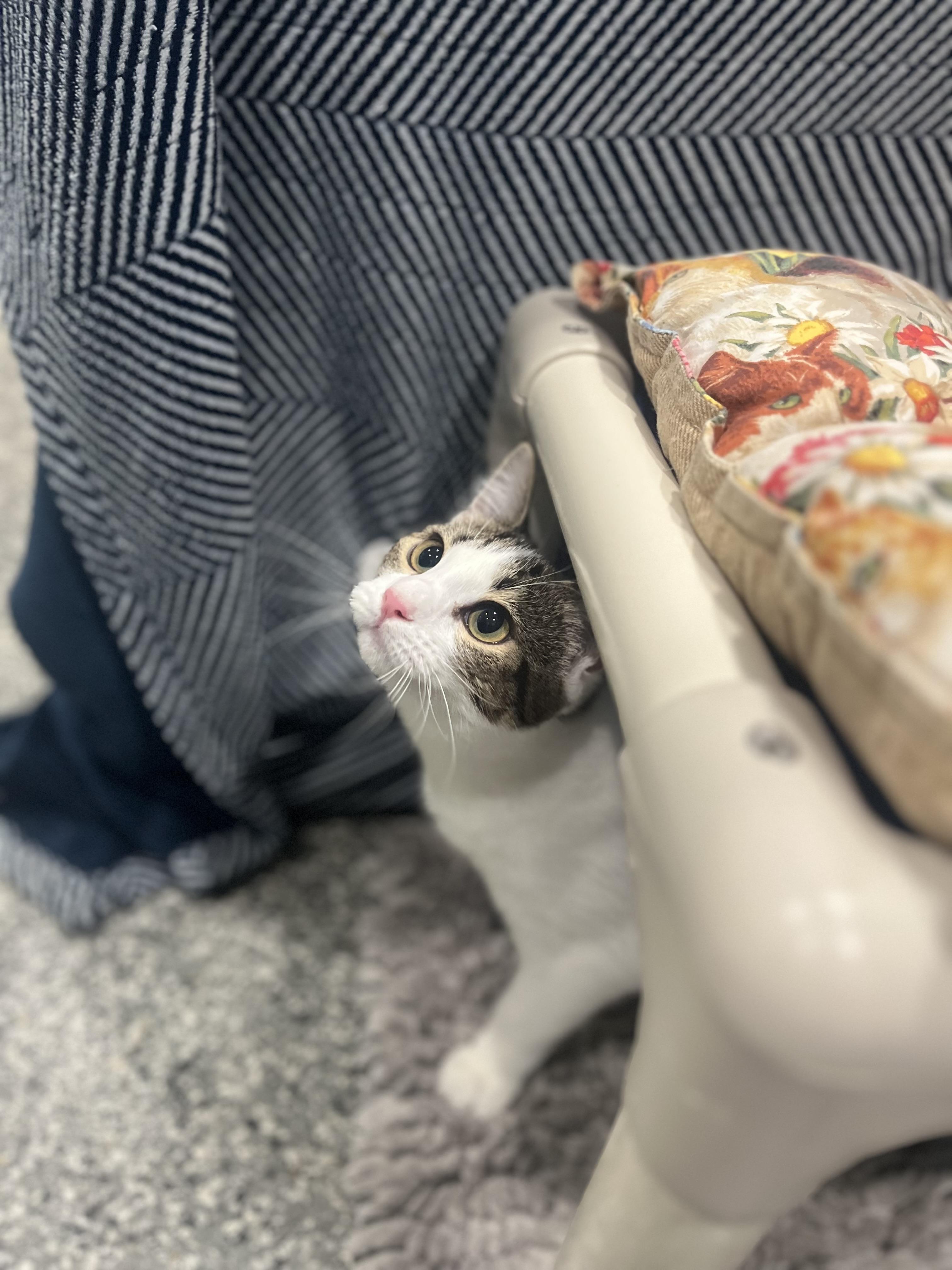 Enlarge Marie & Emily, a Adoptable Domestic Short Hair in Blackstone, MA image 5/6