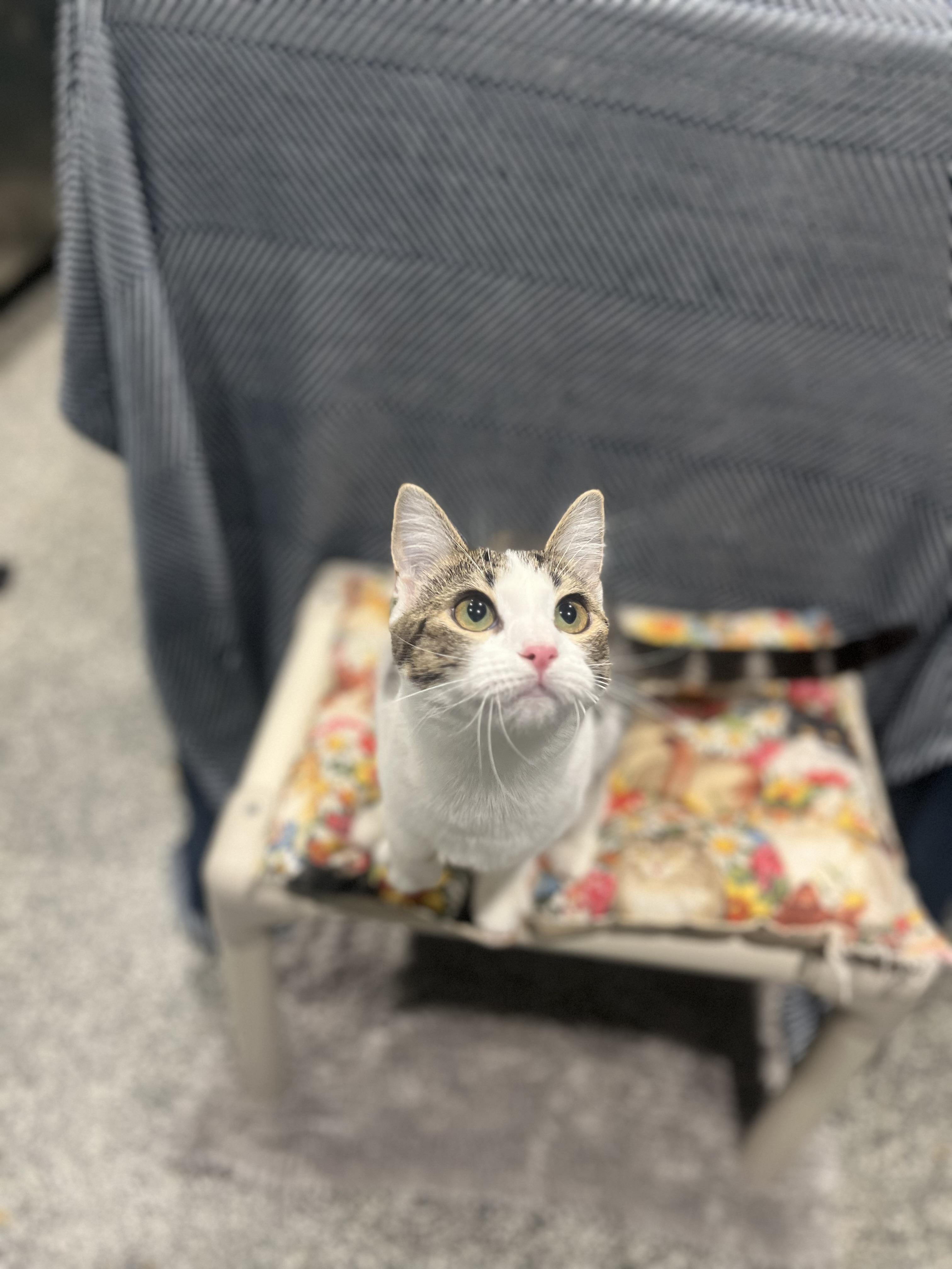 Marie & Emily, Adoptable, Kitten Female Domestic Short Hair.