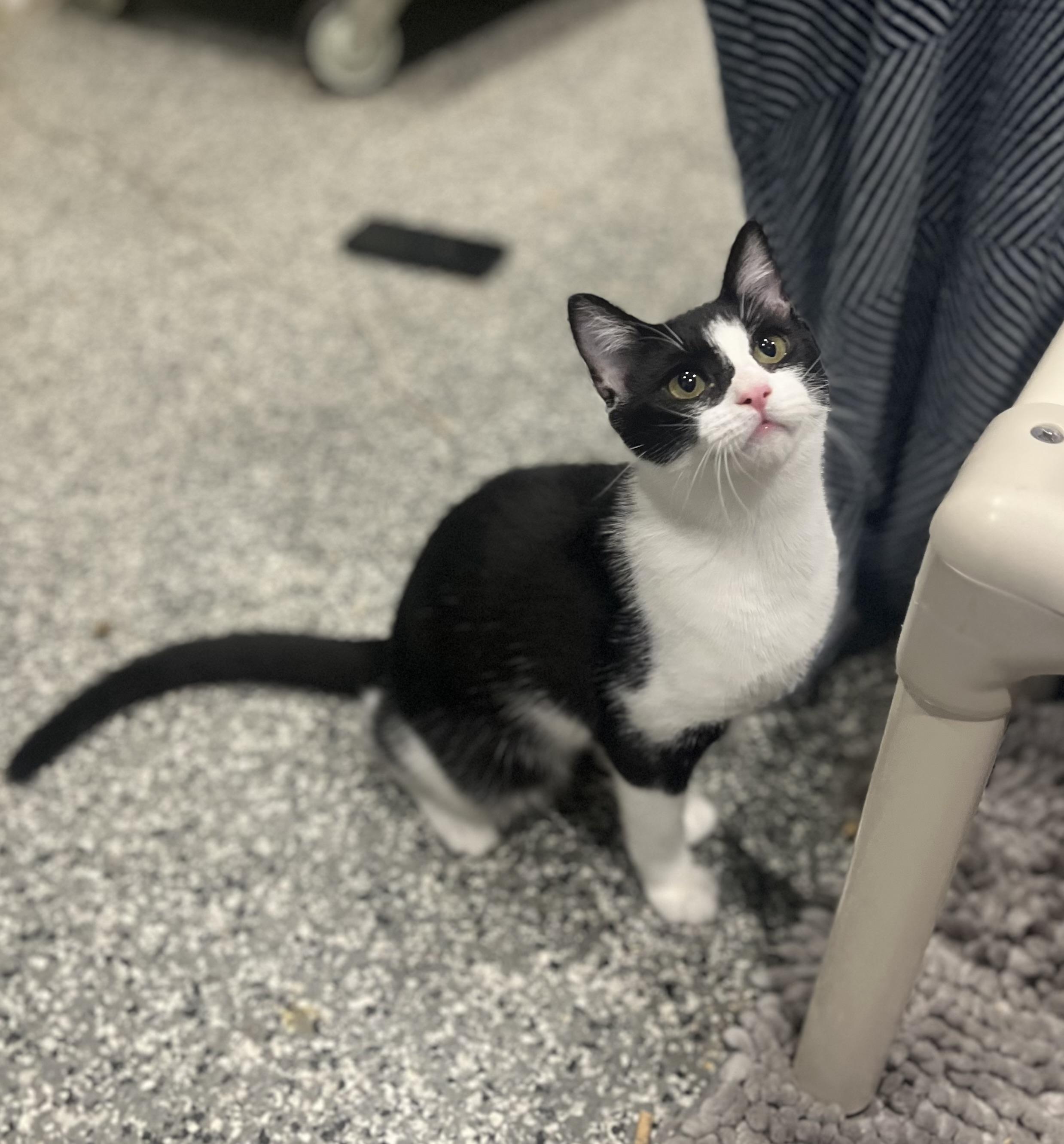 Enlarge Marie & Emily, a Adoptable Domestic Short Hair in Blackstone, MA image 6/6