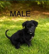 Enlarge Aubrey, a Adoptable mixed breed in West Bloomfield, MI image 1/1