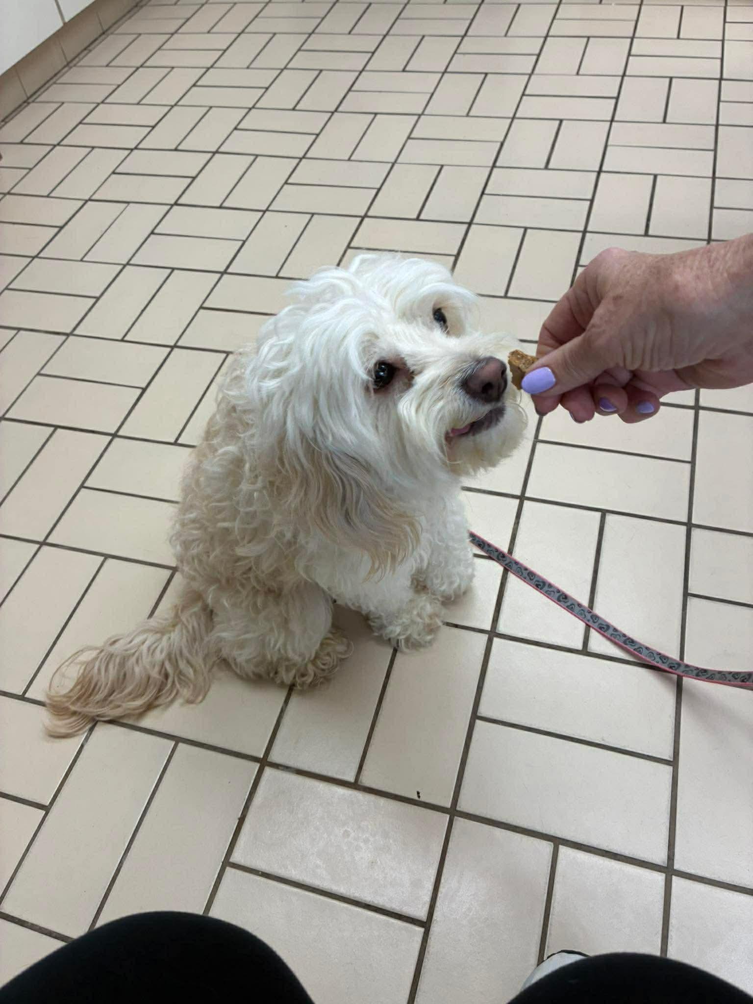 Enlarge MINI, an adopted mixed breed in Richmond Hill , ON image 5/6