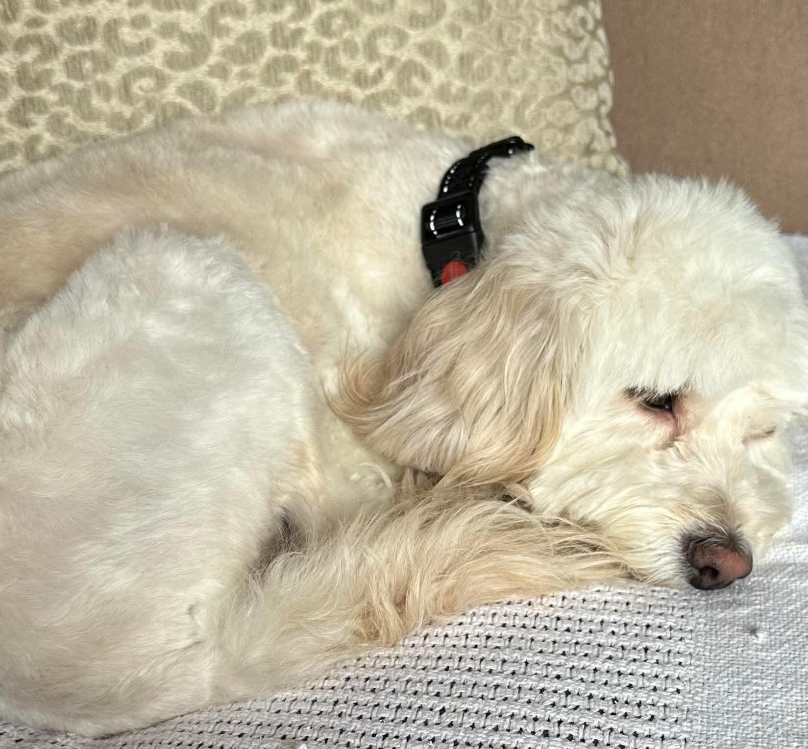 Enlarge MINI, an adopted mixed breed in Richmond Hill , ON image 2/6