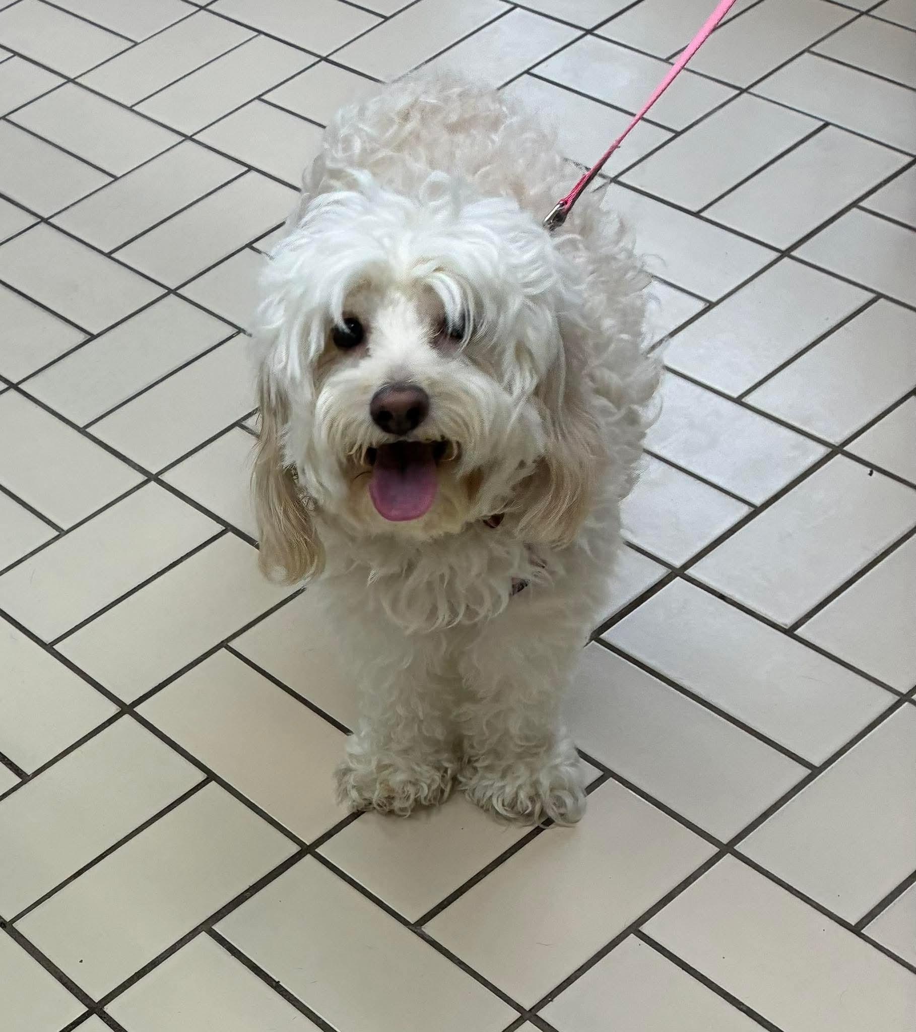 Enlarge MINI, an adopted mixed breed in Richmond Hill , ON image 4/6