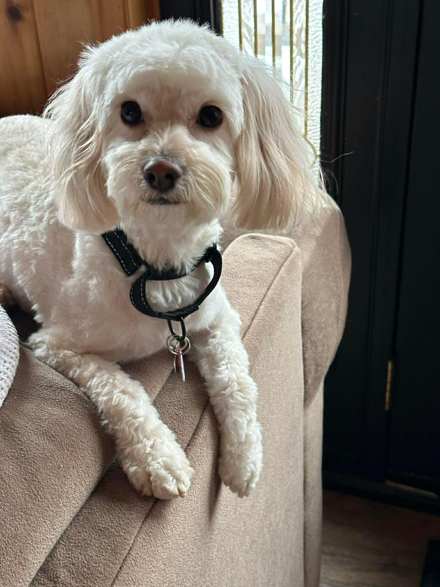 Enlarge MINI, an adopted mixed breed in Richmond Hill , ON image 1/6