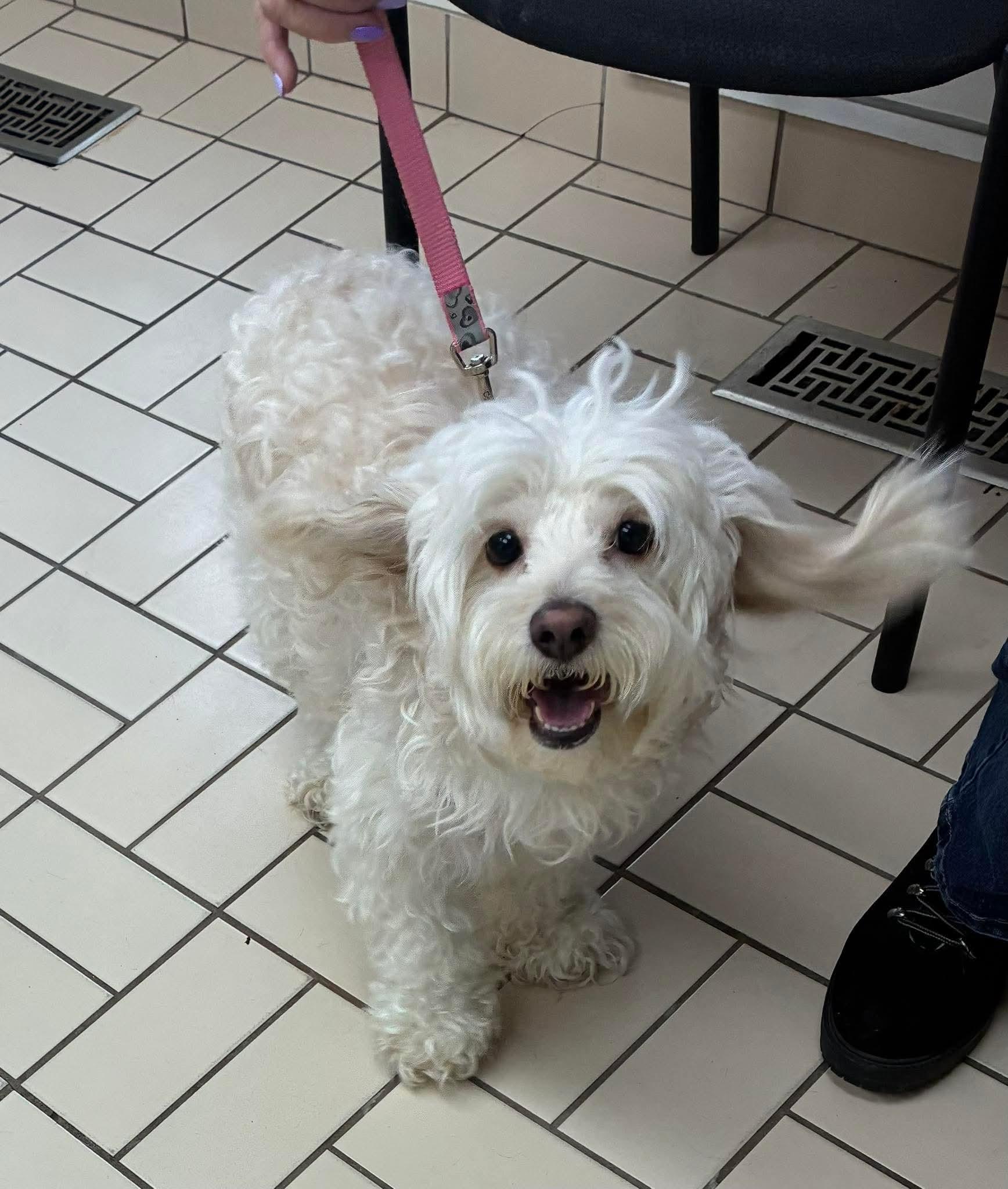 Enlarge MINI, an adopted mixed breed in Richmond Hill , ON image 3/6