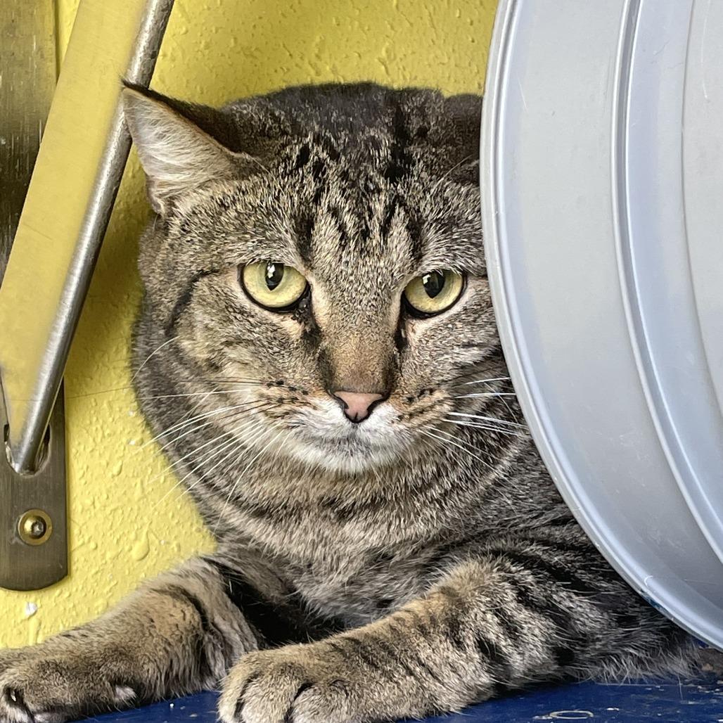 Vinnie, Adoptable, Adult Male Domestic Short Hair.