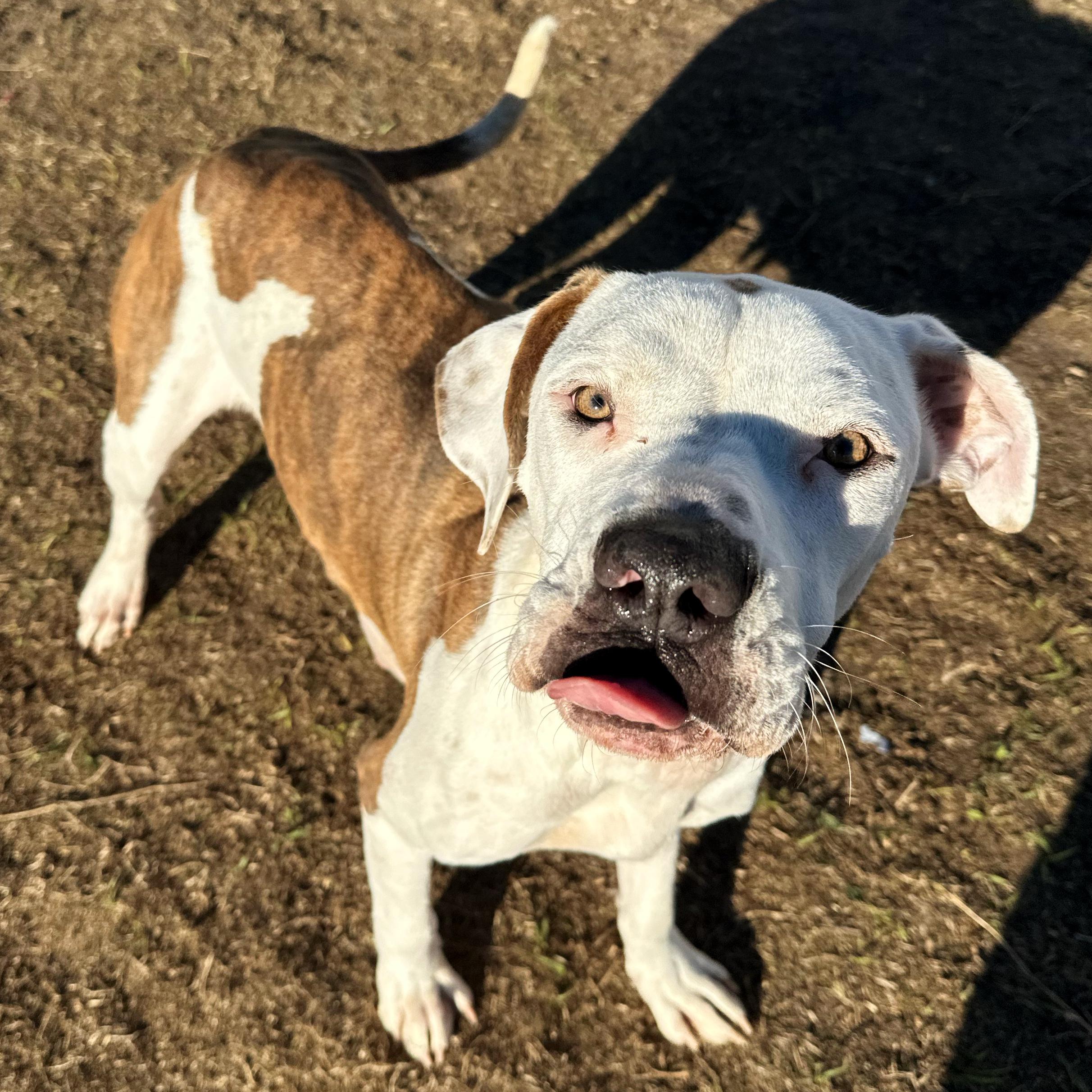 Matcha, a ADOPTABLE mixed breed in Valdosta, GA image 1/5