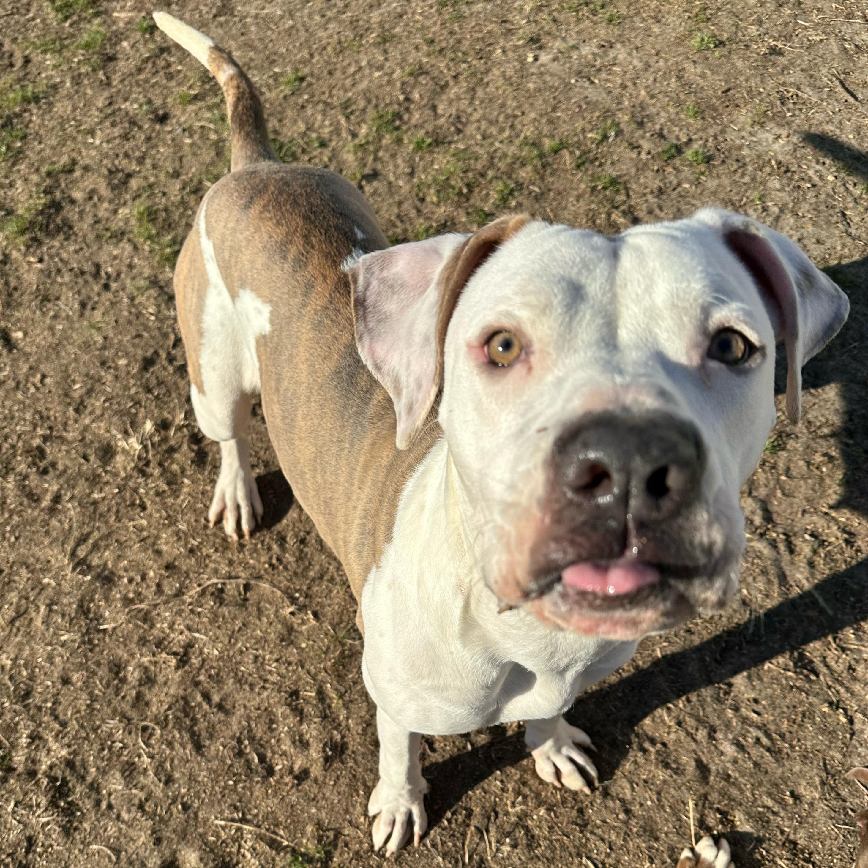 Matcha, an adoptable mixed breed in Valdosta, GA image 6/6