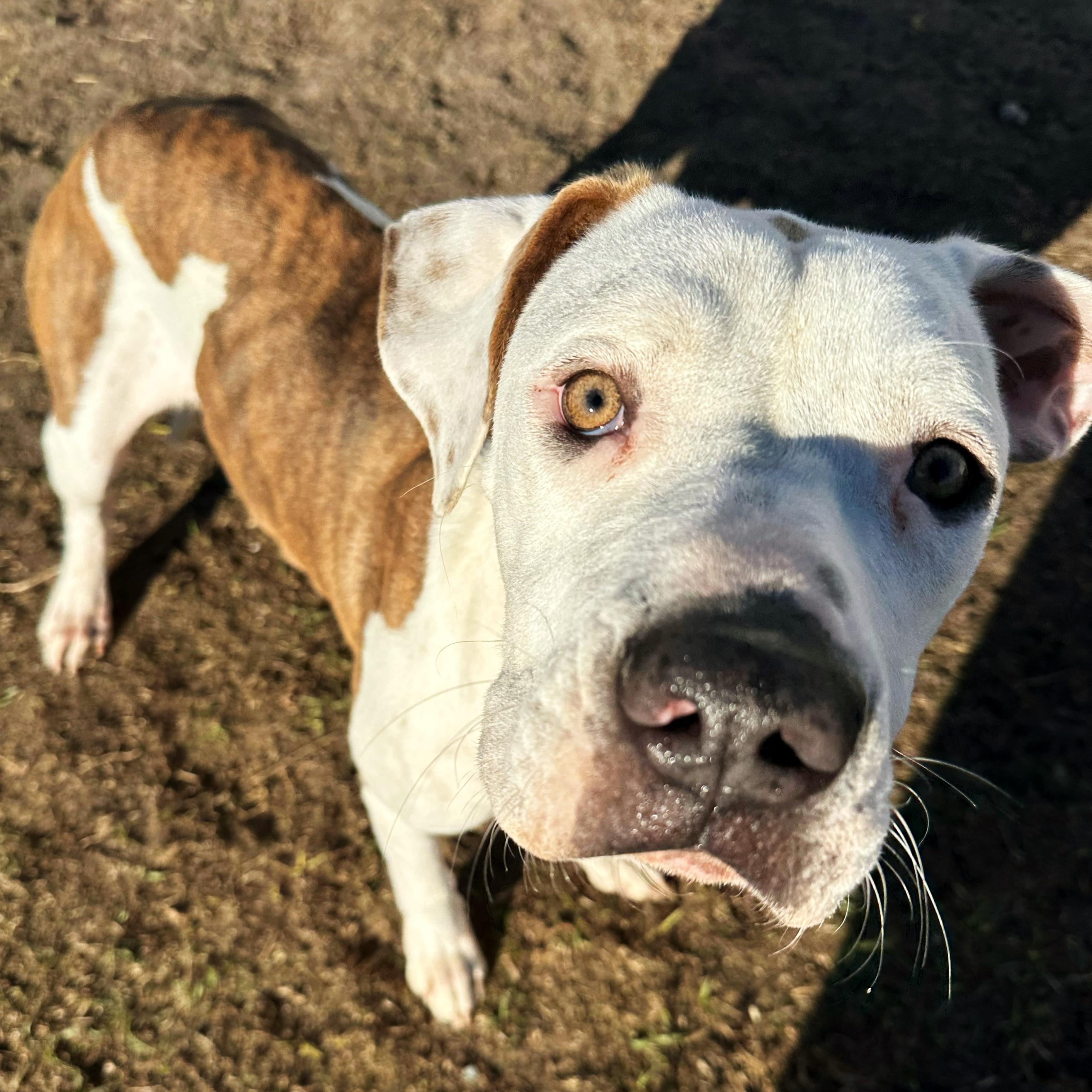 Matcha, ADOPTABLE, Young Female American Bulldog.