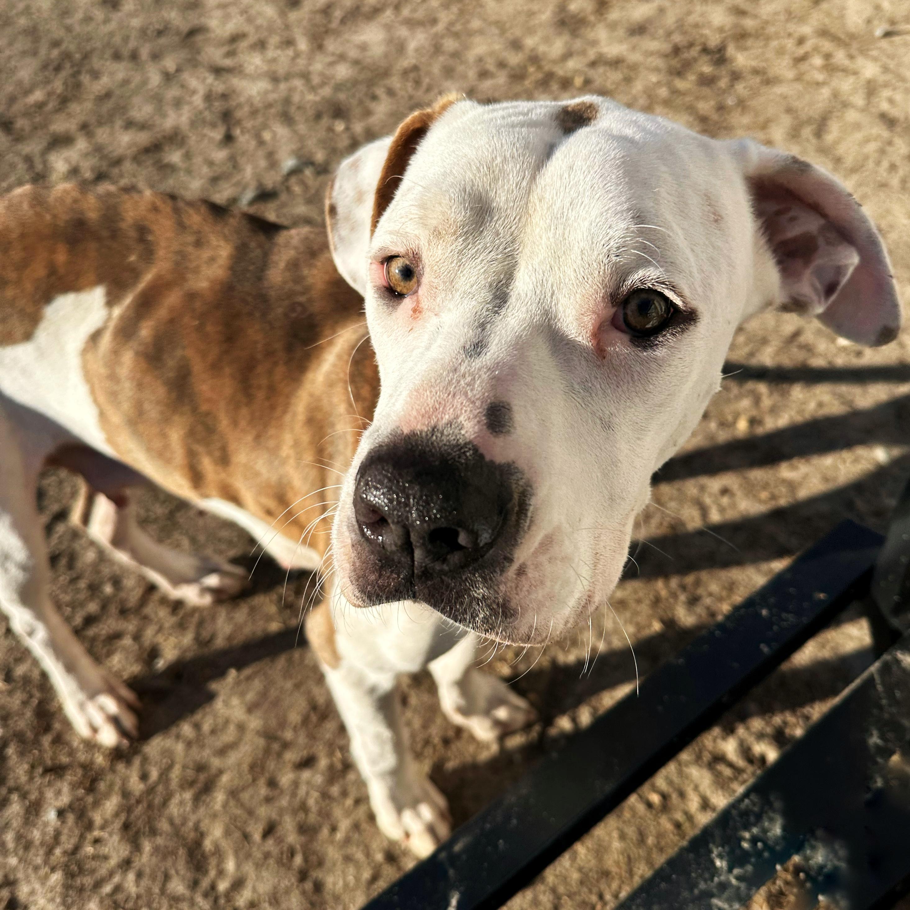 Matcha, a ADOPTABLE mixed breed in Valdosta, GA image 3/5