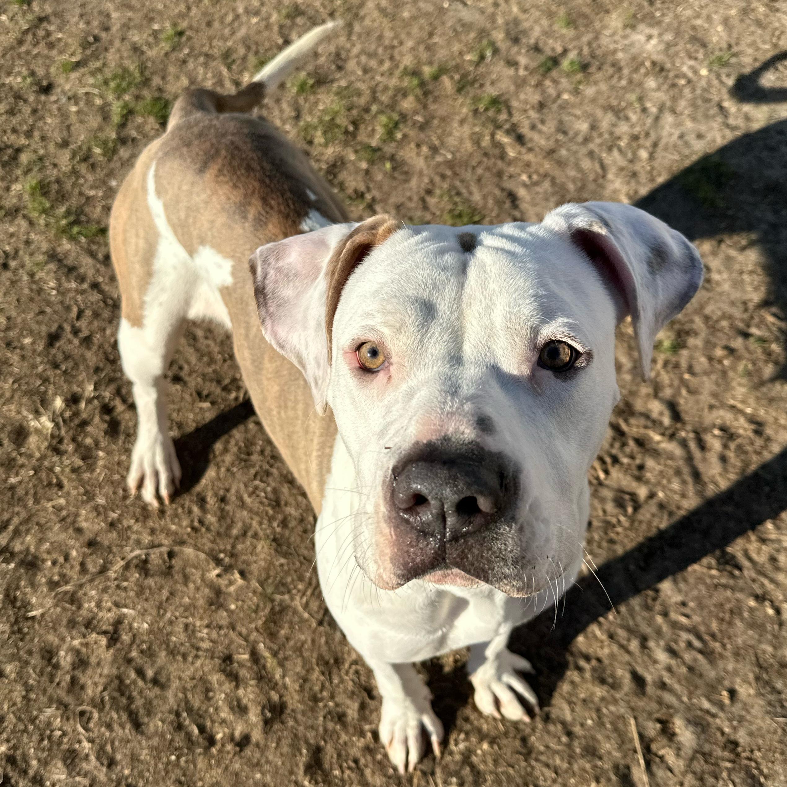 Matcha, an adoptable mixed breed in Valdosta, GA image 5/6