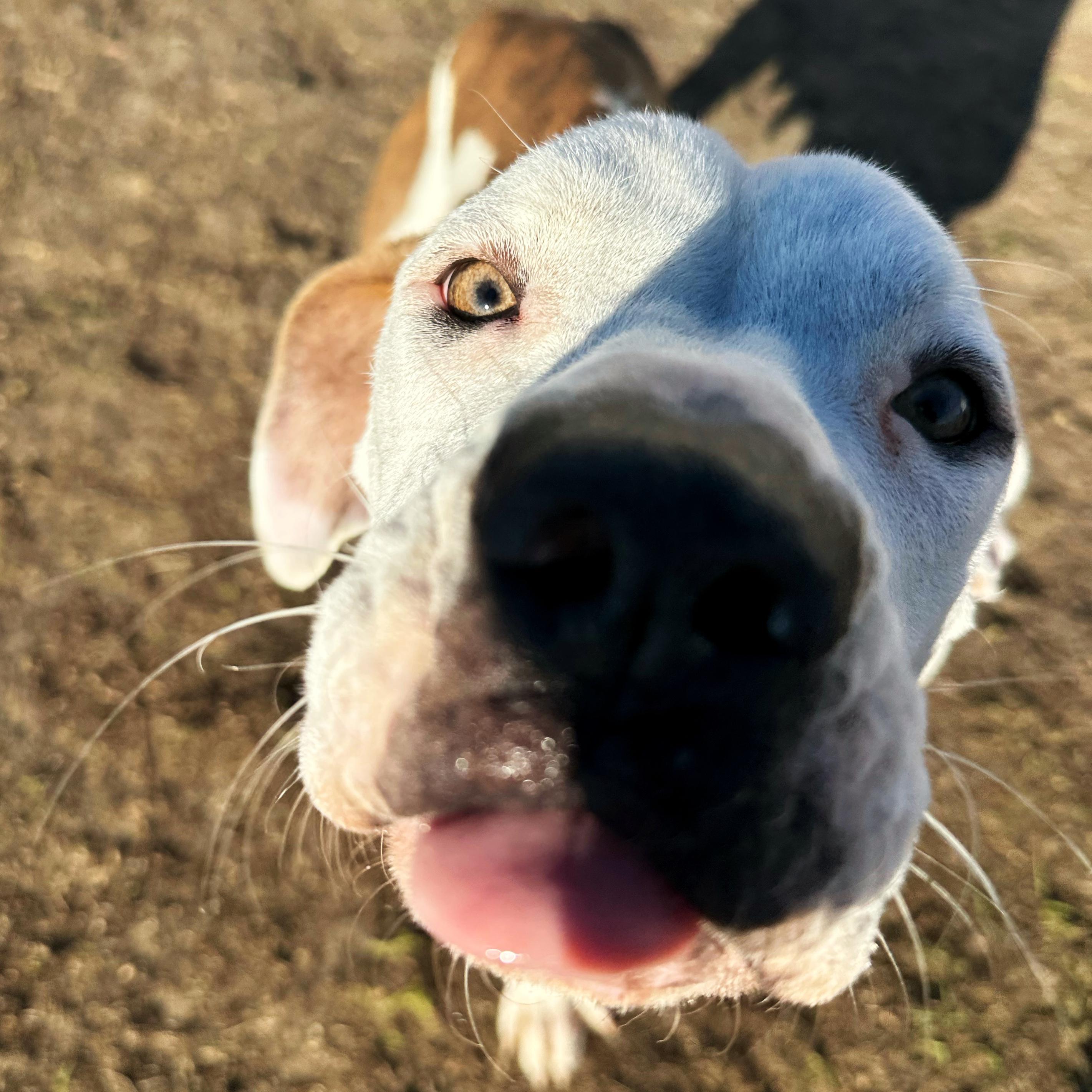 Matcha, a ADOPTABLE mixed breed in Valdosta, GA image 4/5