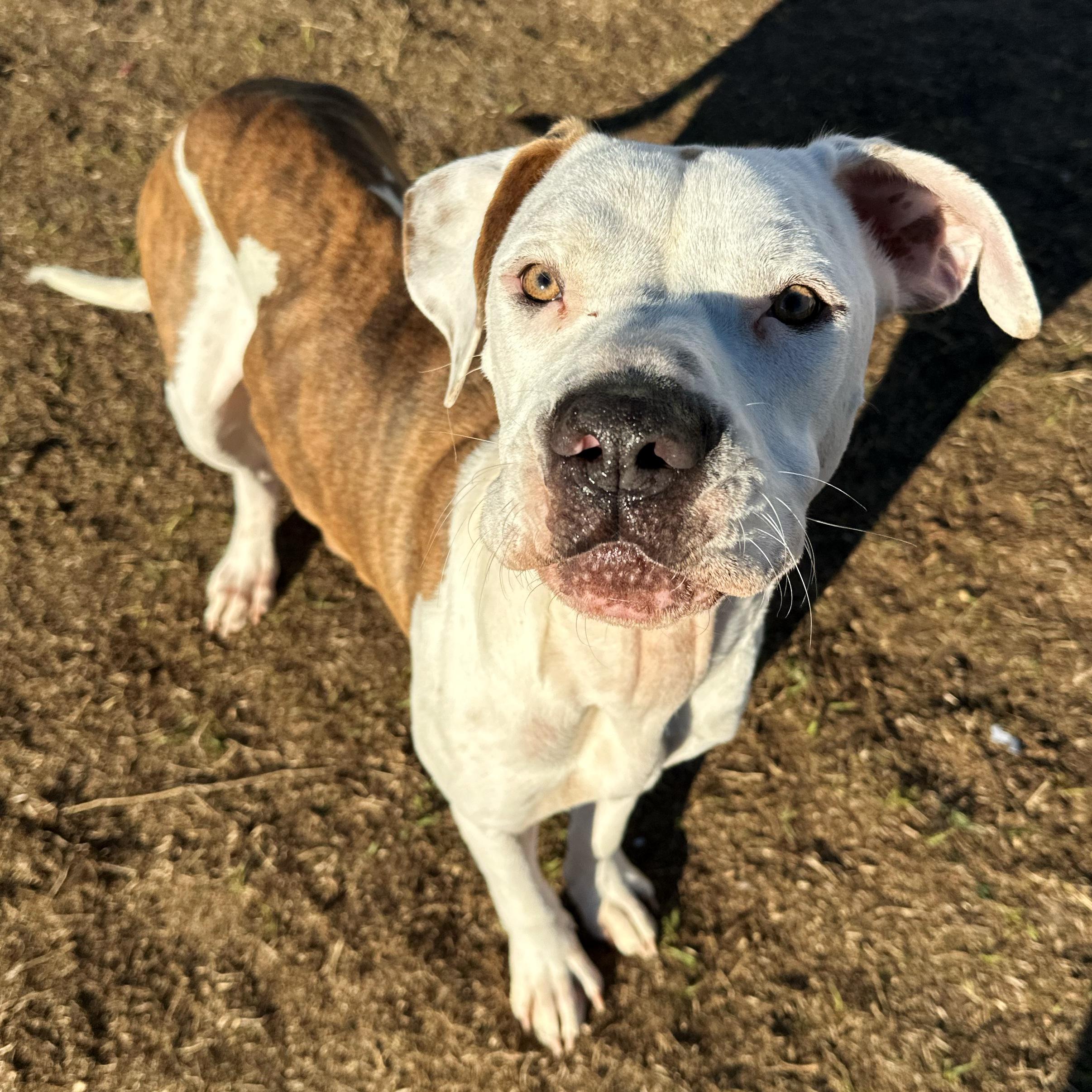 Matcha, a ADOPTABLE mixed breed in Valdosta, GA image 5/5