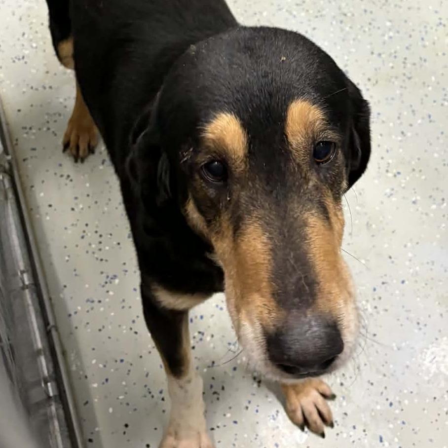 Boone, a Adoptable mixed breed in Falls Church, VA image 1/6