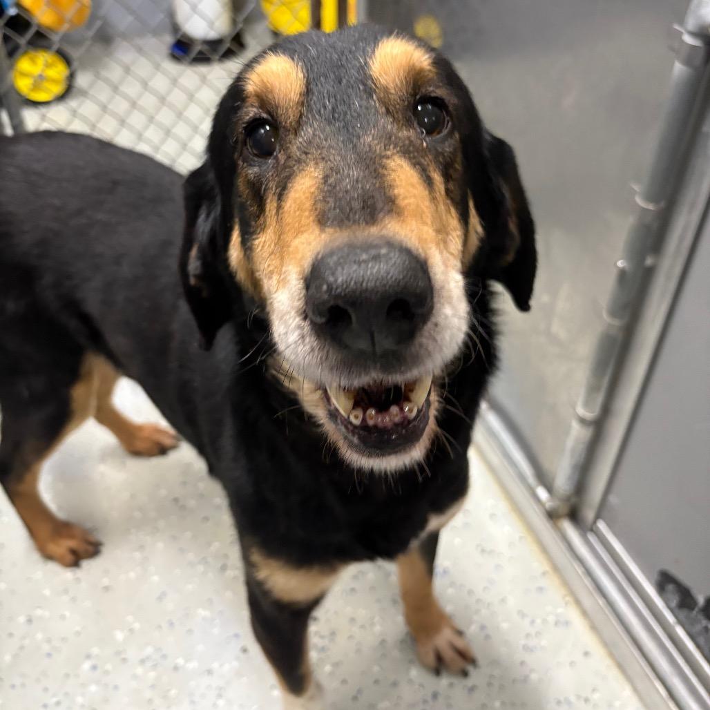 Boone, a Adoptable mixed breed in Falls Church, VA image 2/6