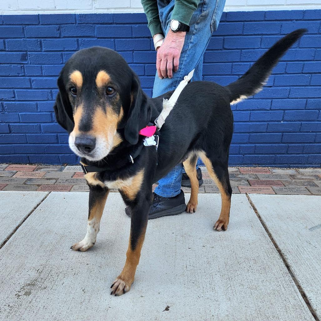 Boone, a Adoptable mixed breed in Falls Church, VA image 3/6
