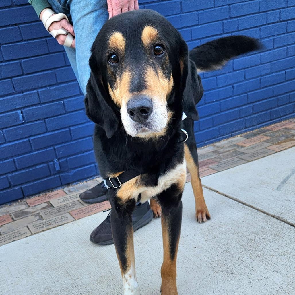 Boone, a Adoptable mixed breed in Falls Church, VA image 5/6