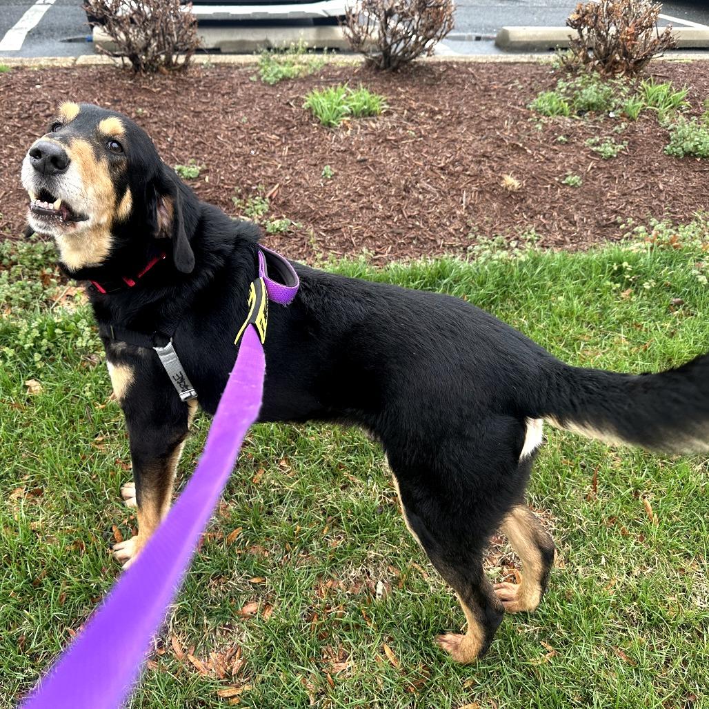 Boone, a Adoptable mixed breed in Falls Church, VA image 6/6