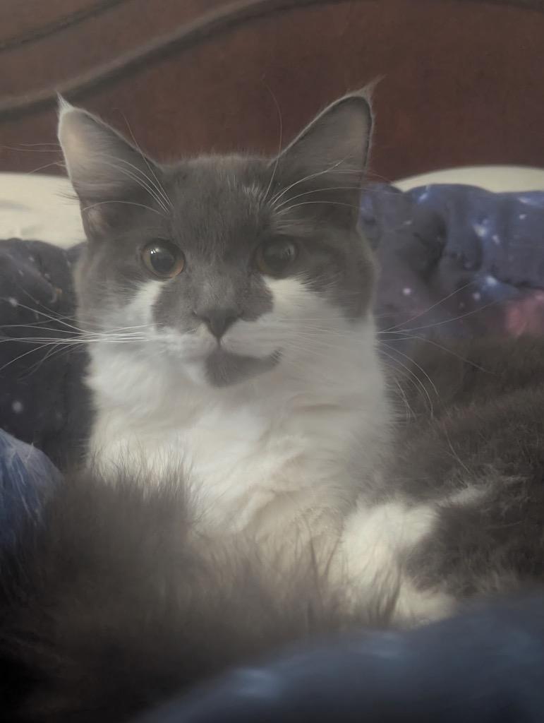 Amari, Adoptable, Young Female Domestic Medium Hair.