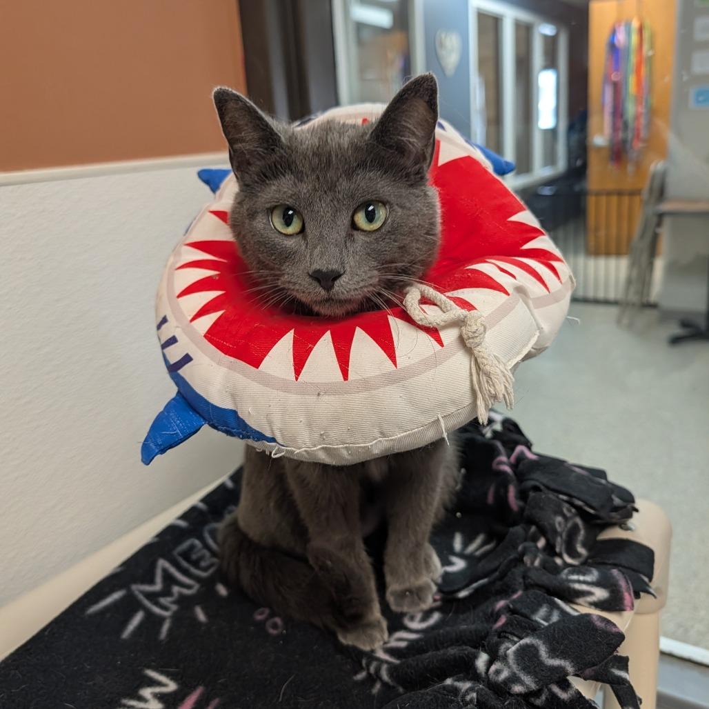 Enlarge Oofda, a Adoptable Domestic Short Hair in Detroit Lakes, MN image 1/1