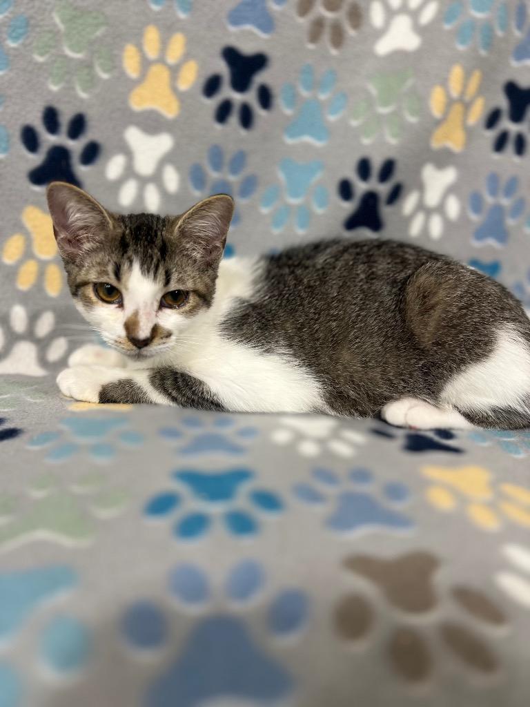 Mark S., Adoptable, Young Male Domestic Short Hair.