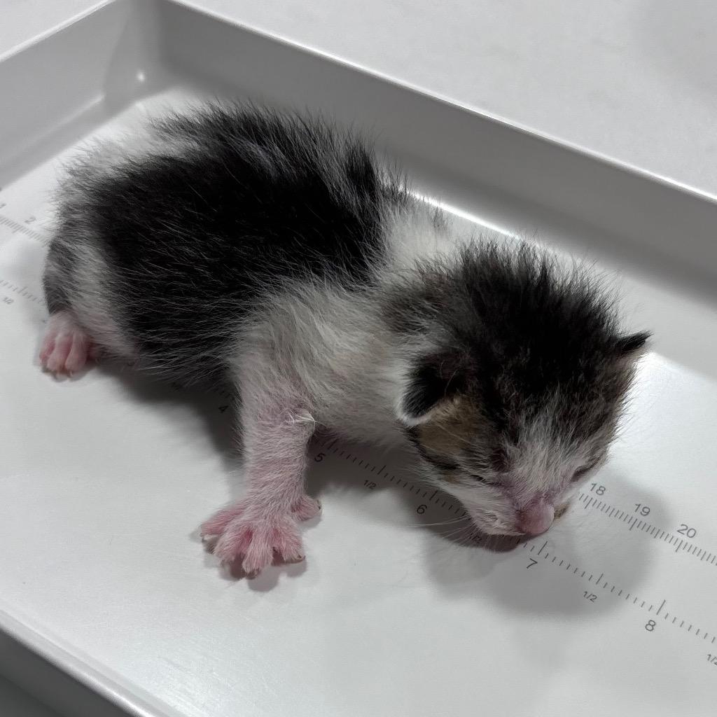 Mark S., a Adoptable mixed breed in Corpus Christi, TX image 2/3