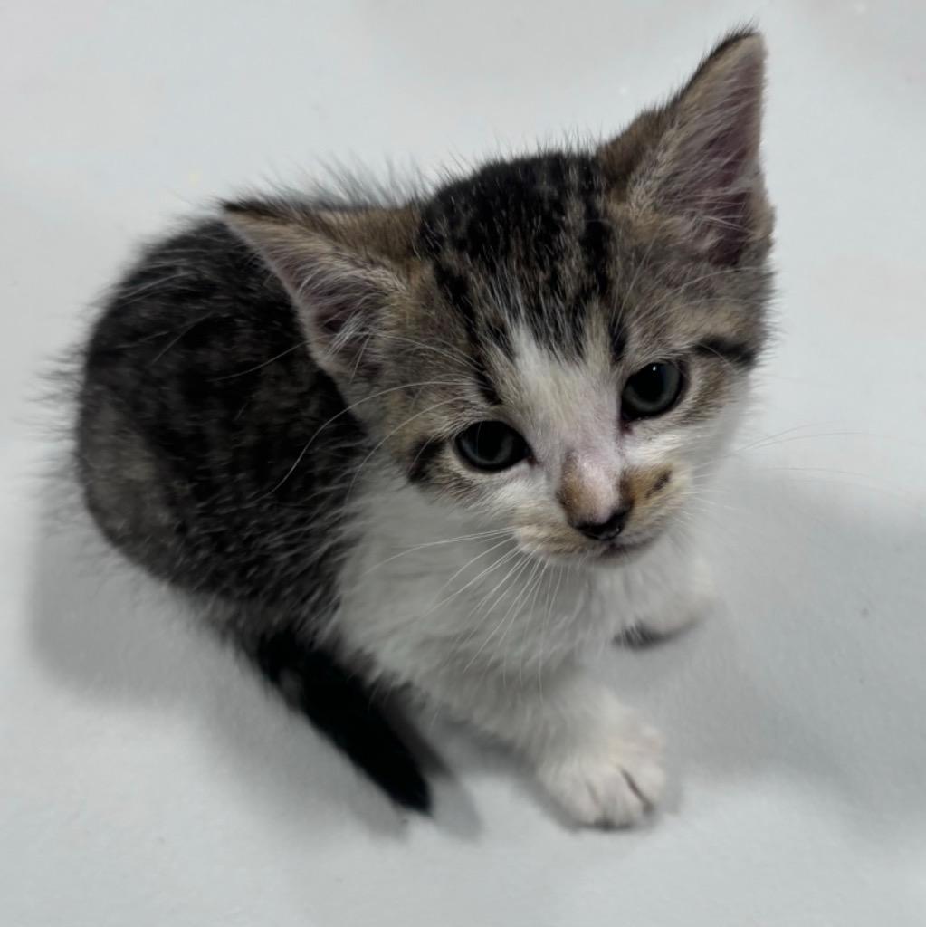 Mark S., a Adoptable mixed breed in Corpus Christi, TX image 3/3