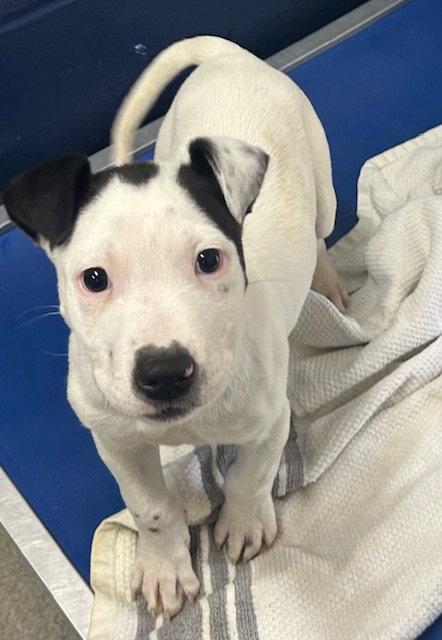 Echo 11 weeks AVAIL 4/22, Adoptable, Young Male Great Pyrenees.