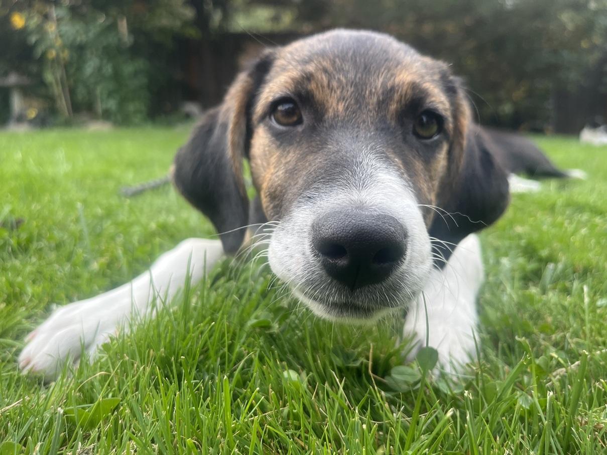 Joy, a ADOPTABLE mixed breed in Portland, OR image 5/6