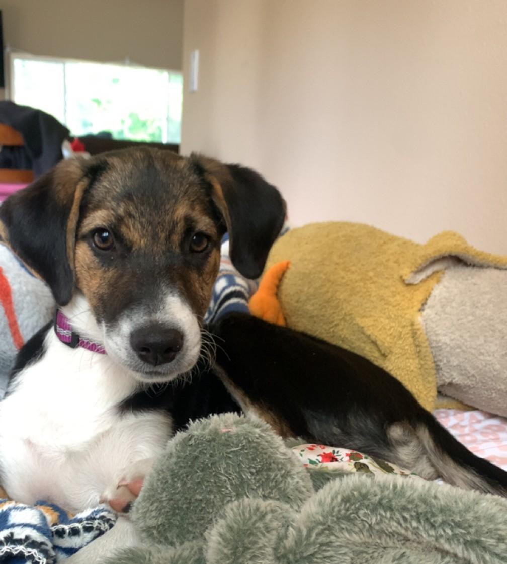Joy, a ADOPTABLE mixed breed in Portland, OR image 1/6