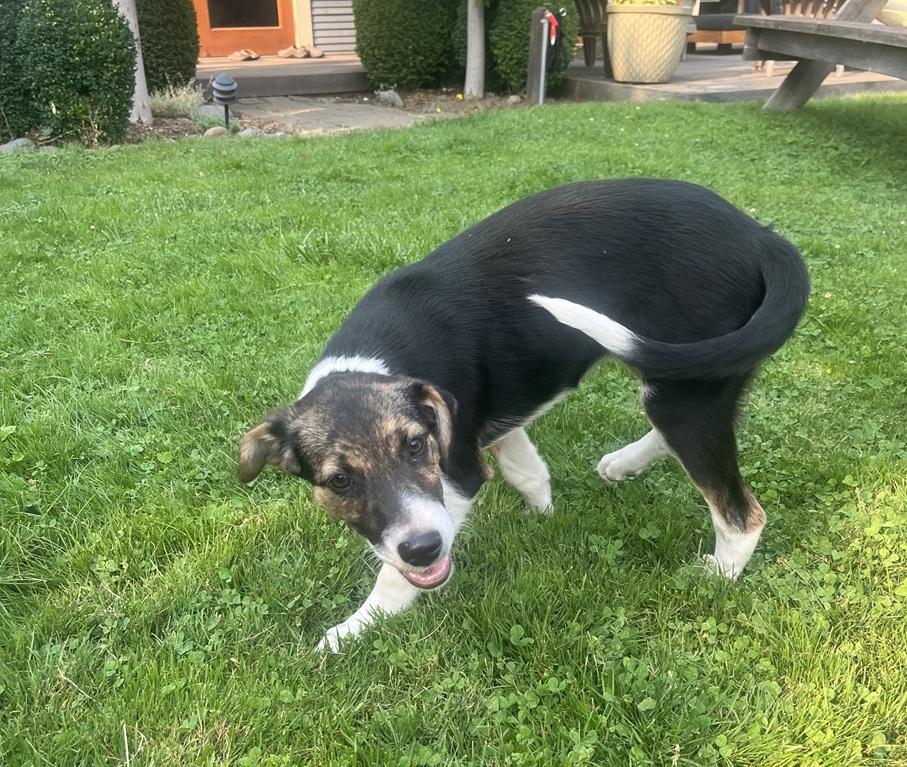 Joy, a ADOPTABLE mixed breed in Portland, OR image 4/6